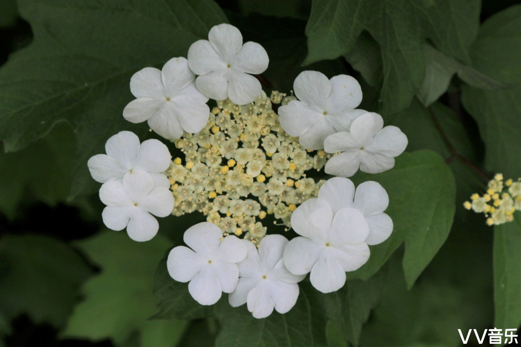 知足常乐【美摄视界】:鸡树条荚蒾 - vv