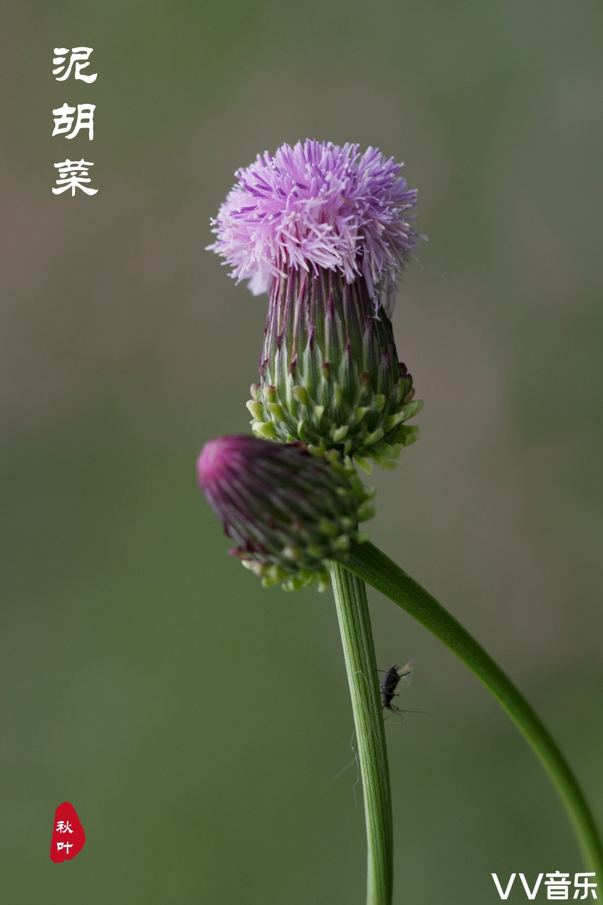 泥胡菜开花图片图片