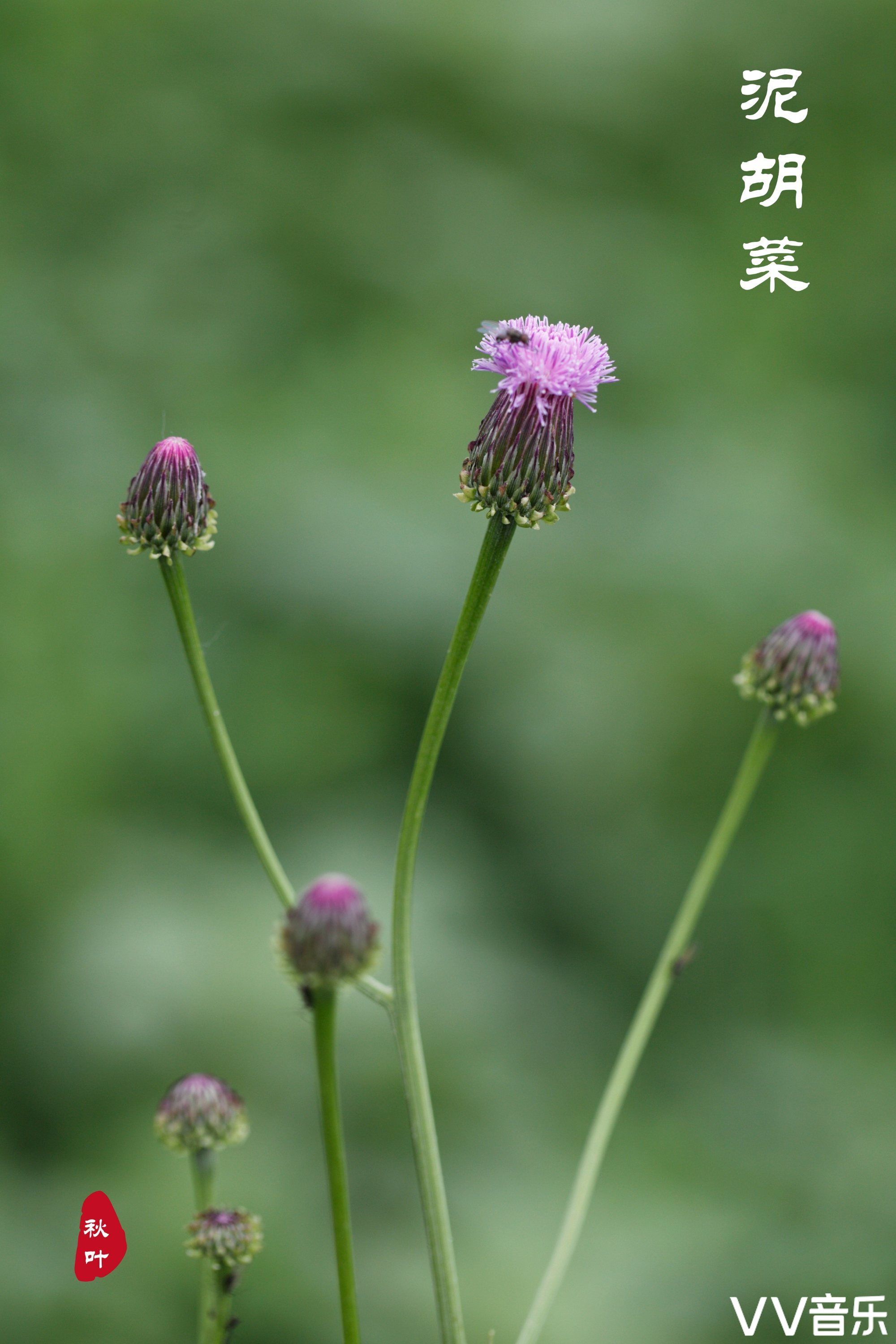 來自泥胡菜那默默的愛