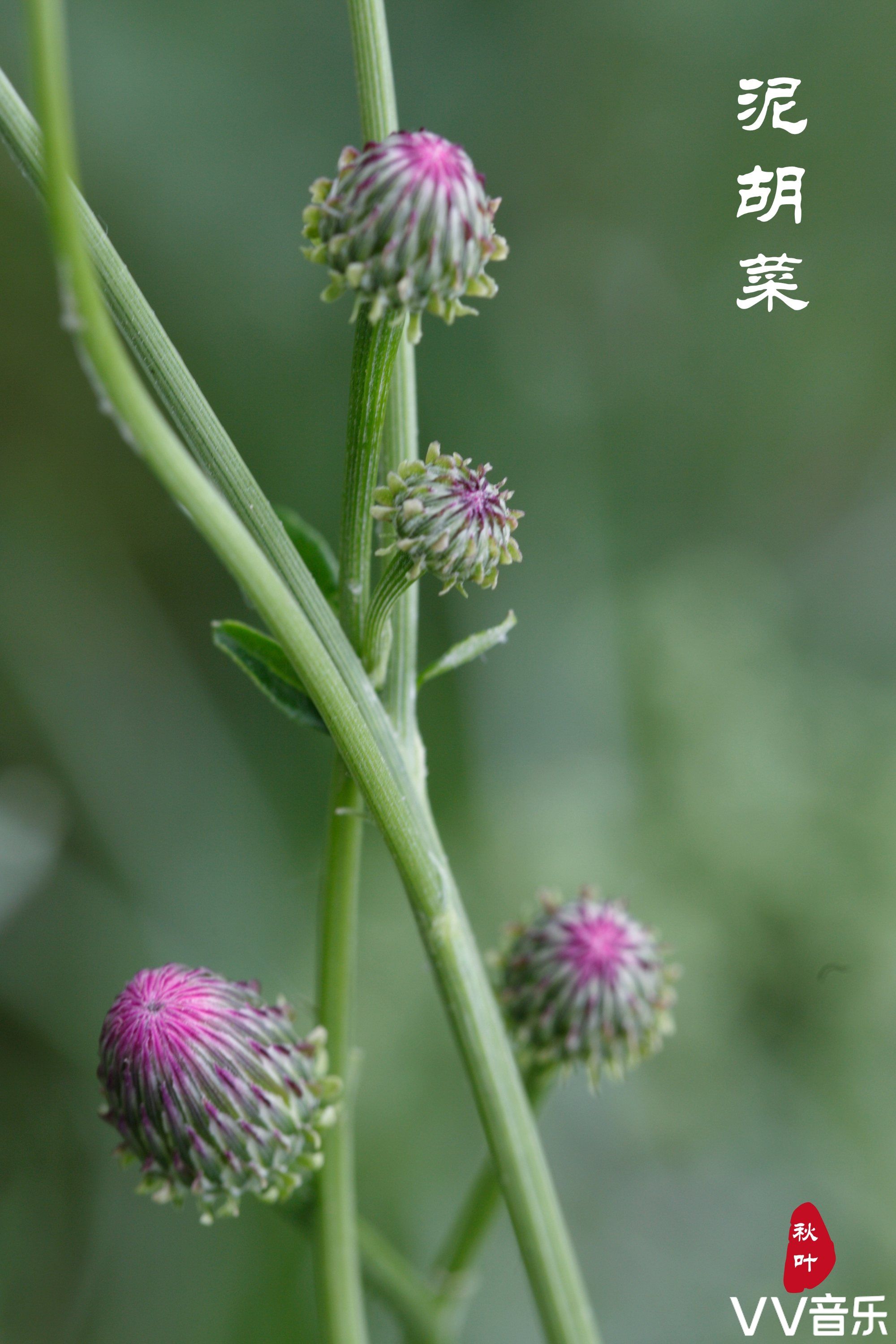 來自泥胡菜那默默的愛