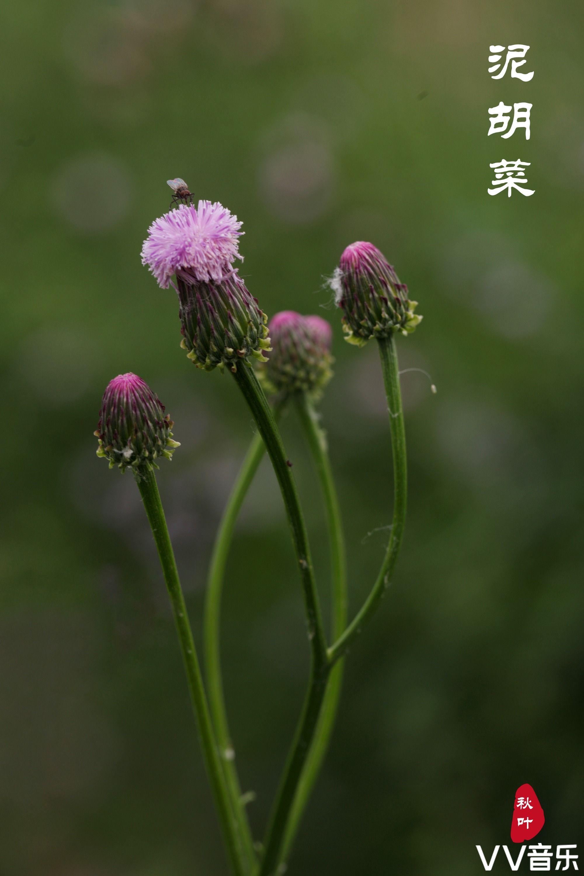 來自泥胡菜那默默的愛