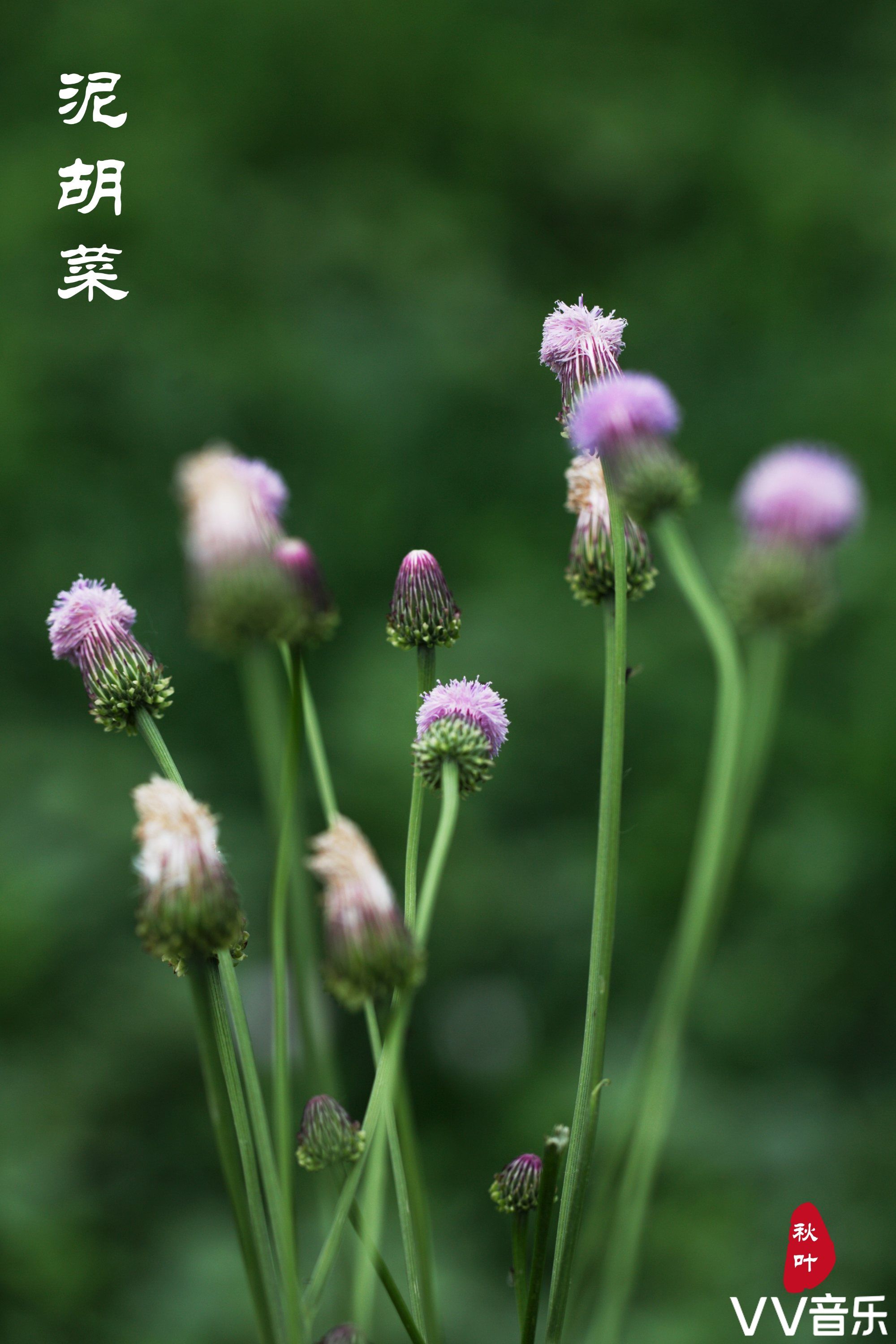 來自泥胡菜那默默的愛