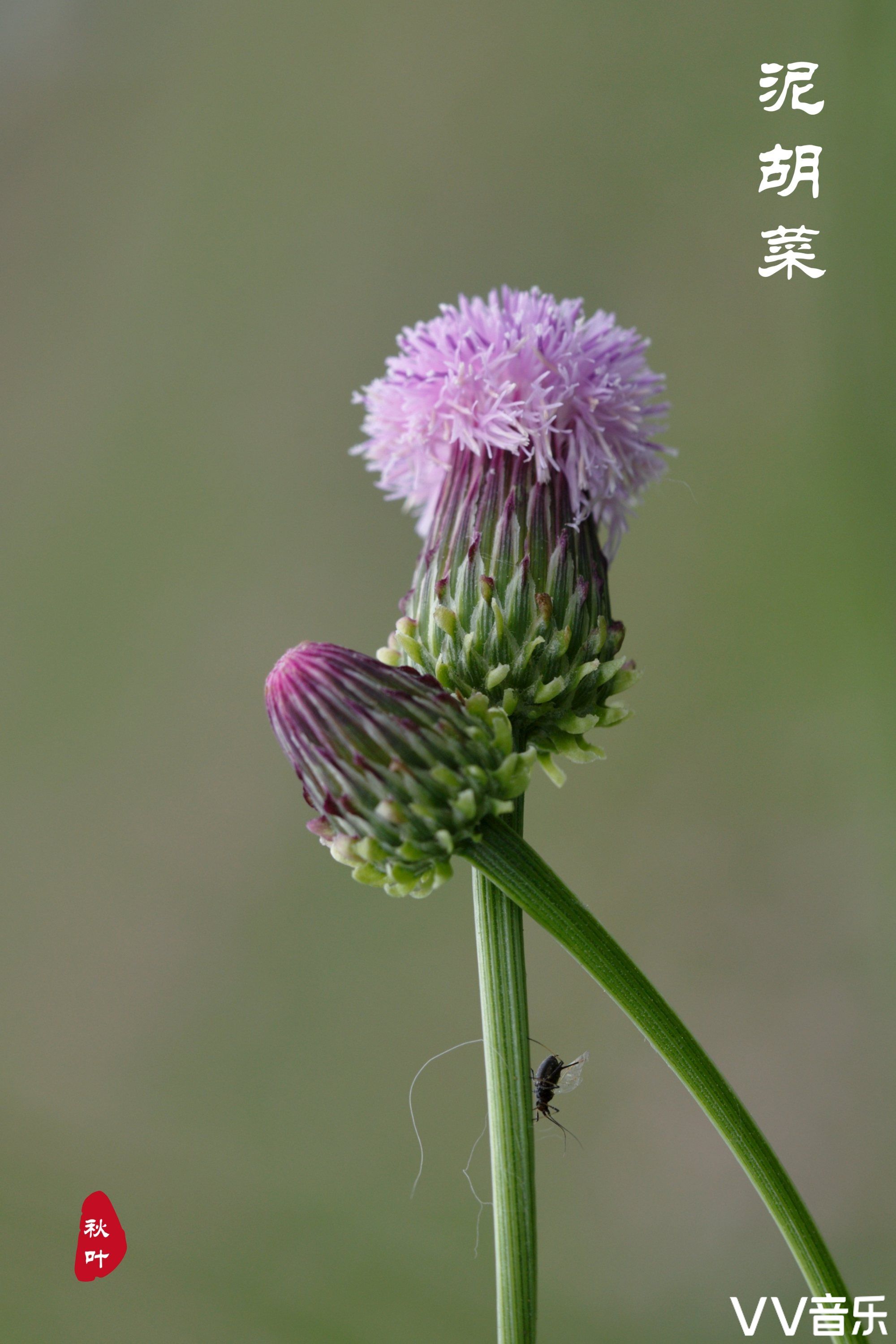 失忆的秋叶【美摄视界】:来自泥胡菜那默默的爱! - vv