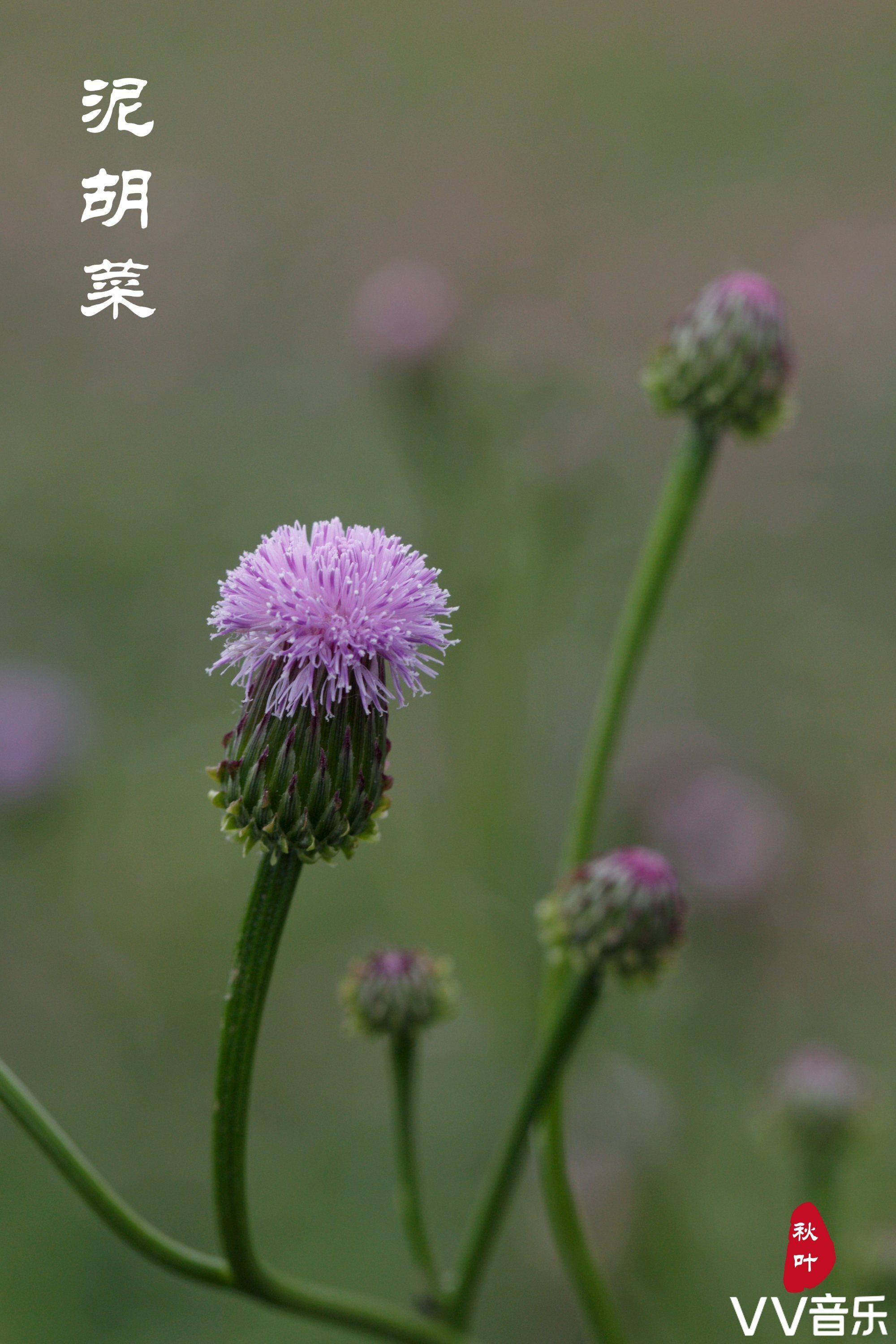 来自泥胡菜那默默的爱