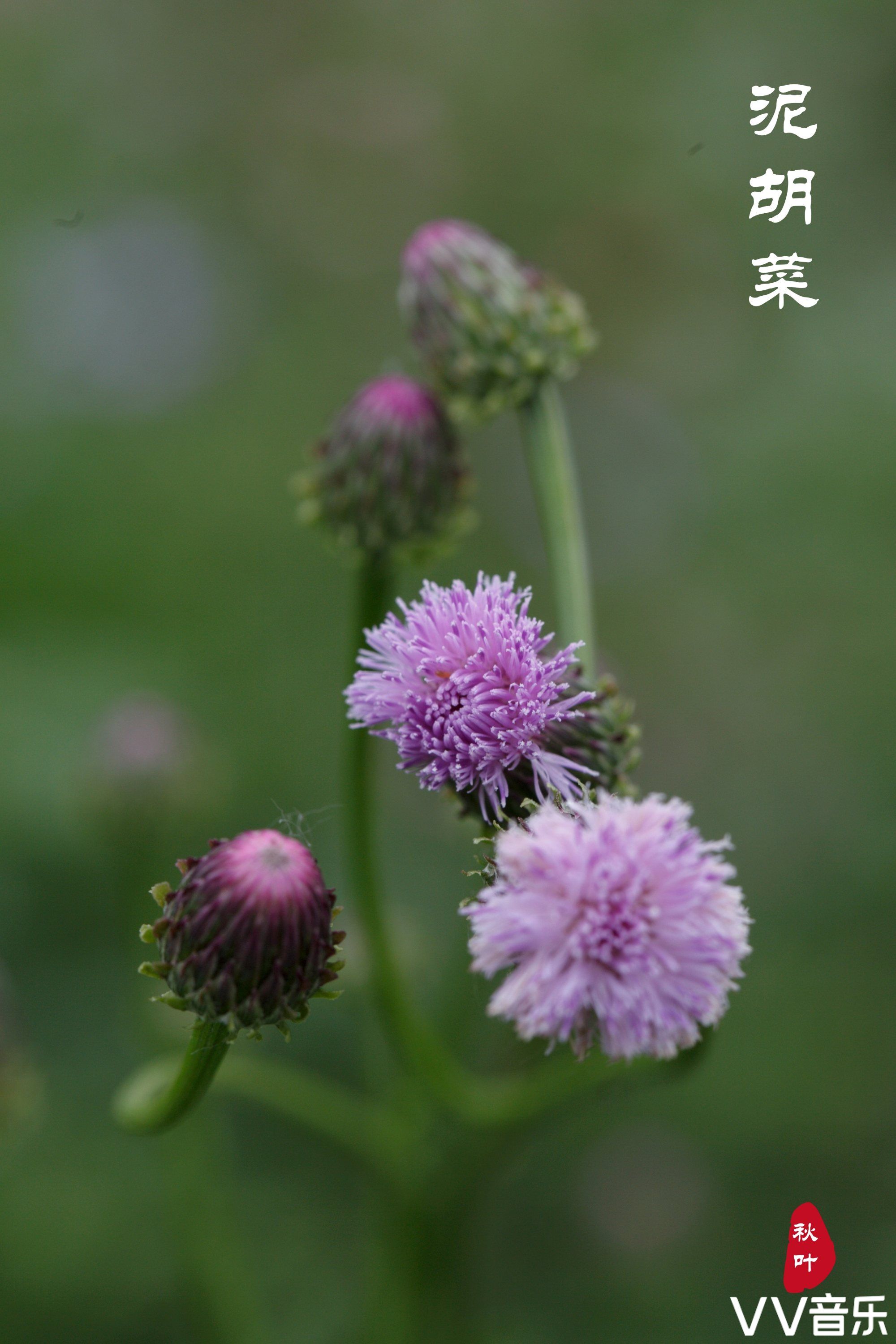 来自泥胡菜那默默的爱