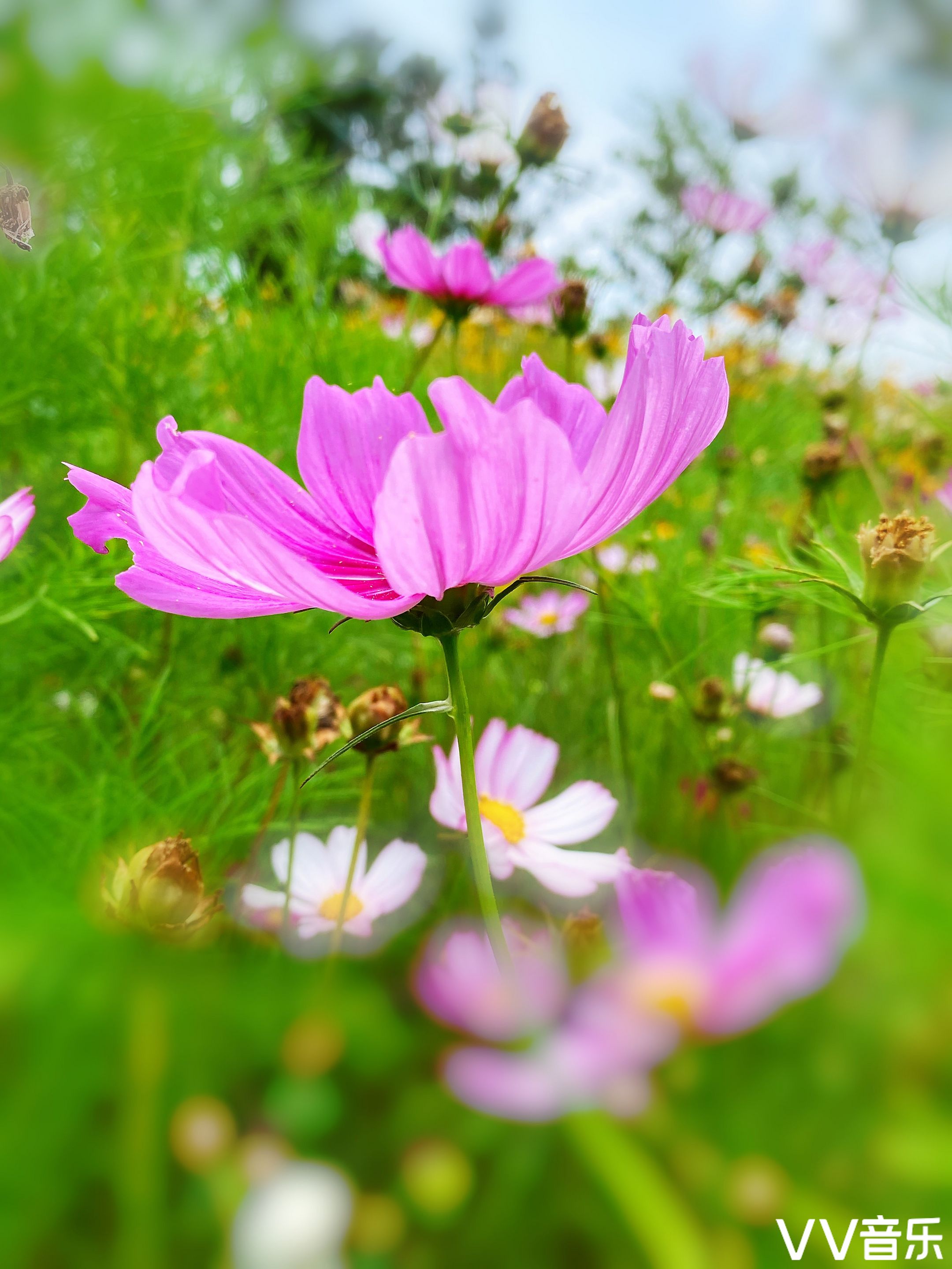 遇见格桑花(首发)