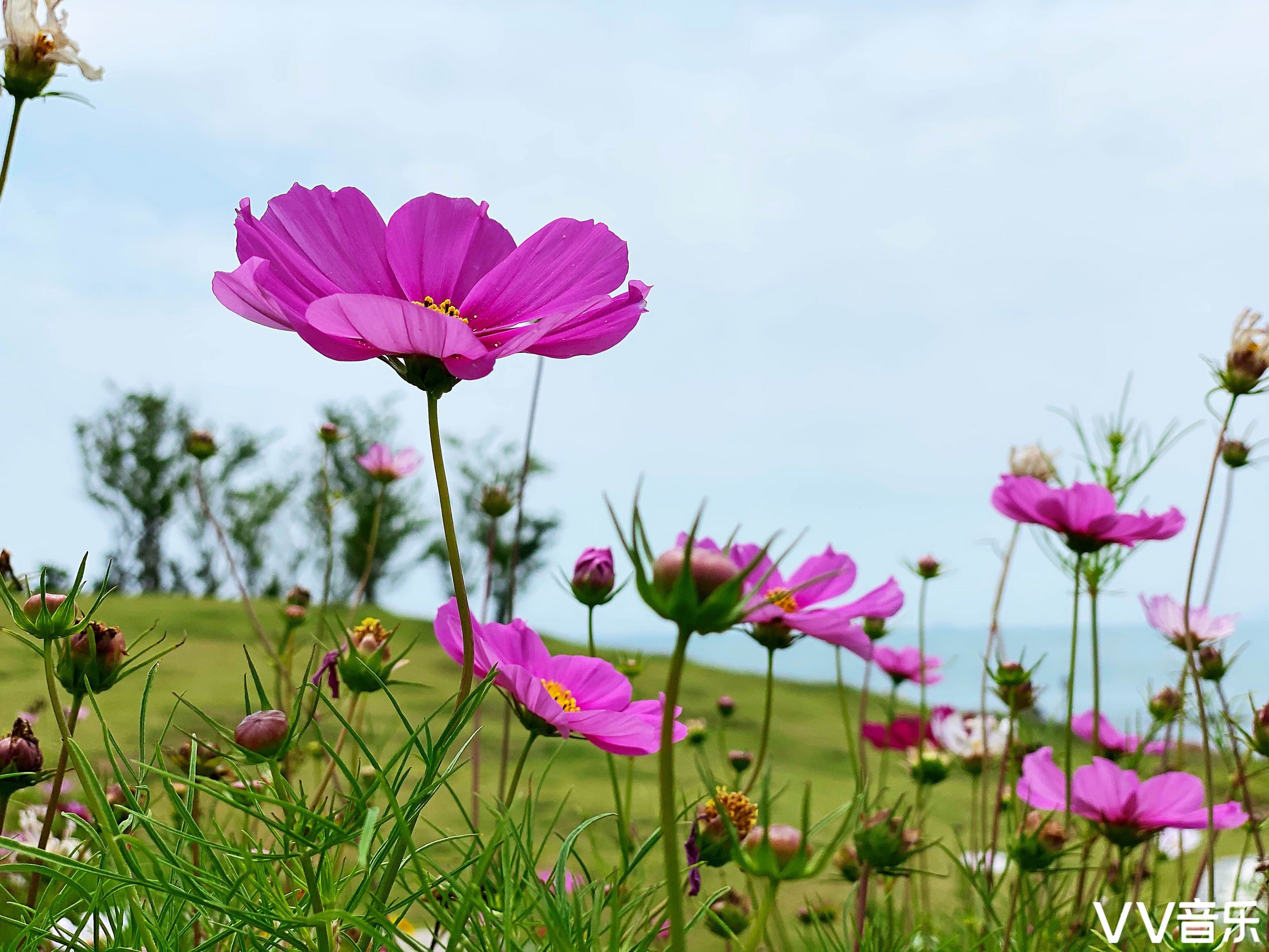 遇见格桑花(首发)