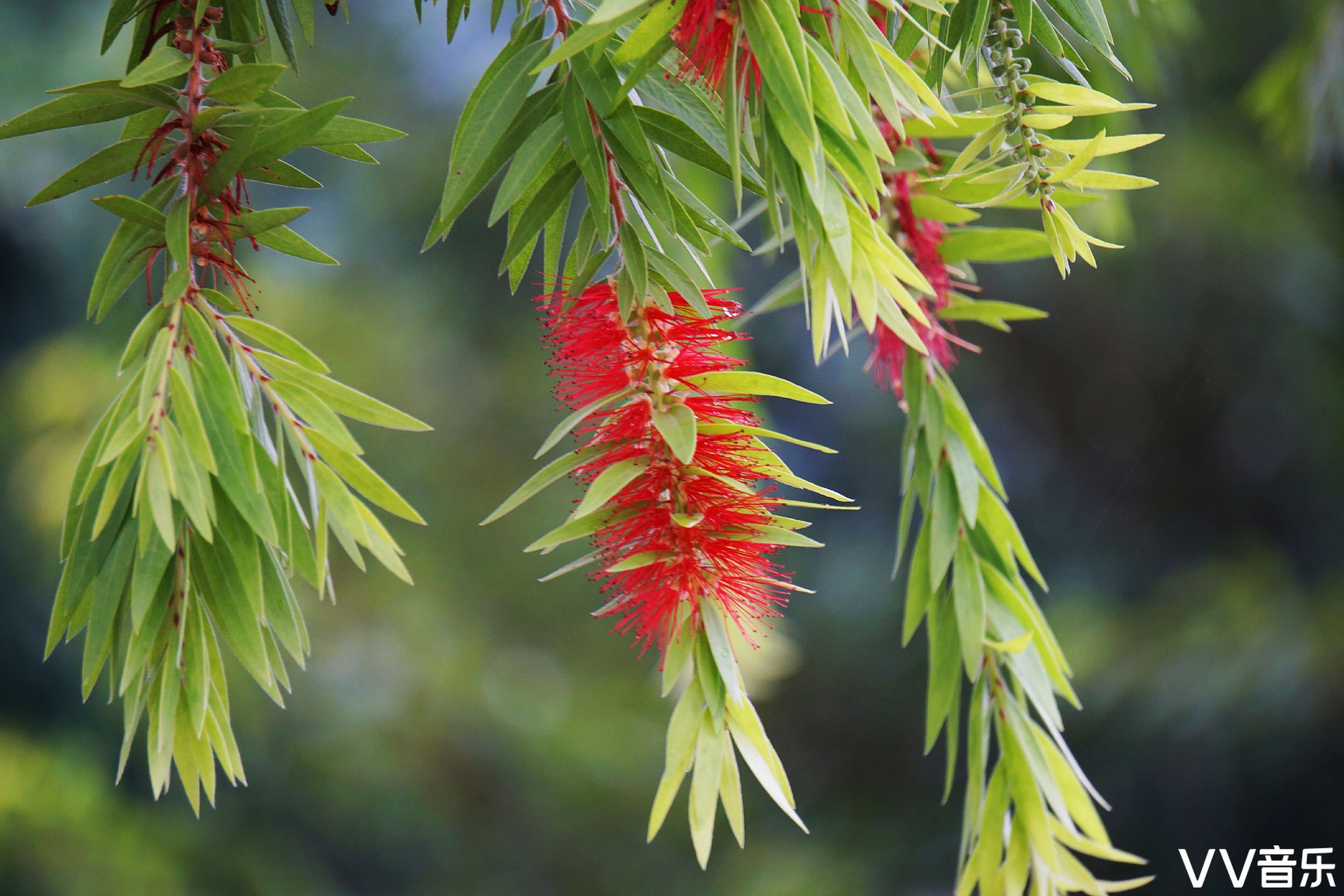 绿叶红绒串钱柳vv首发