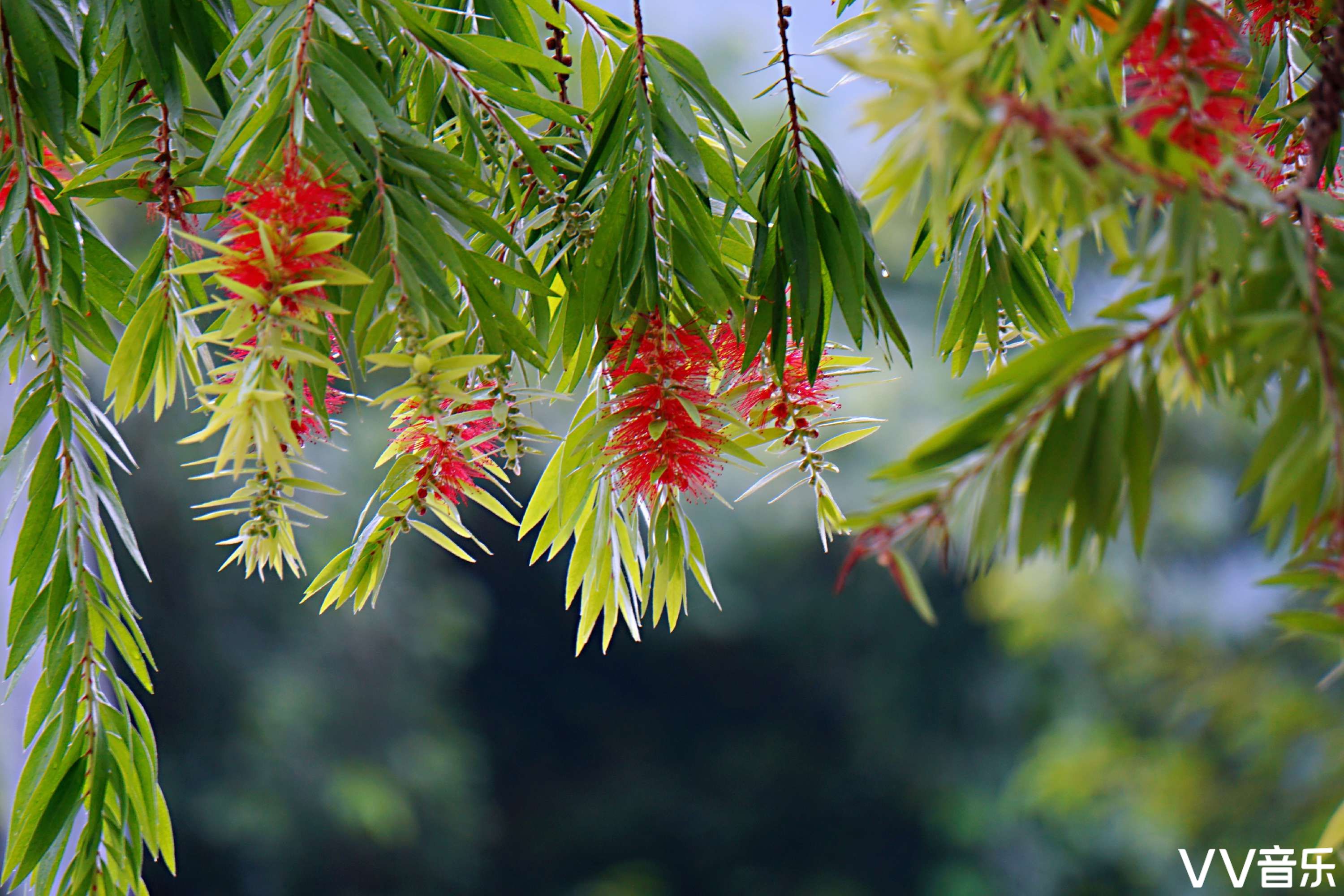 绿叶红绒串钱柳vv首发