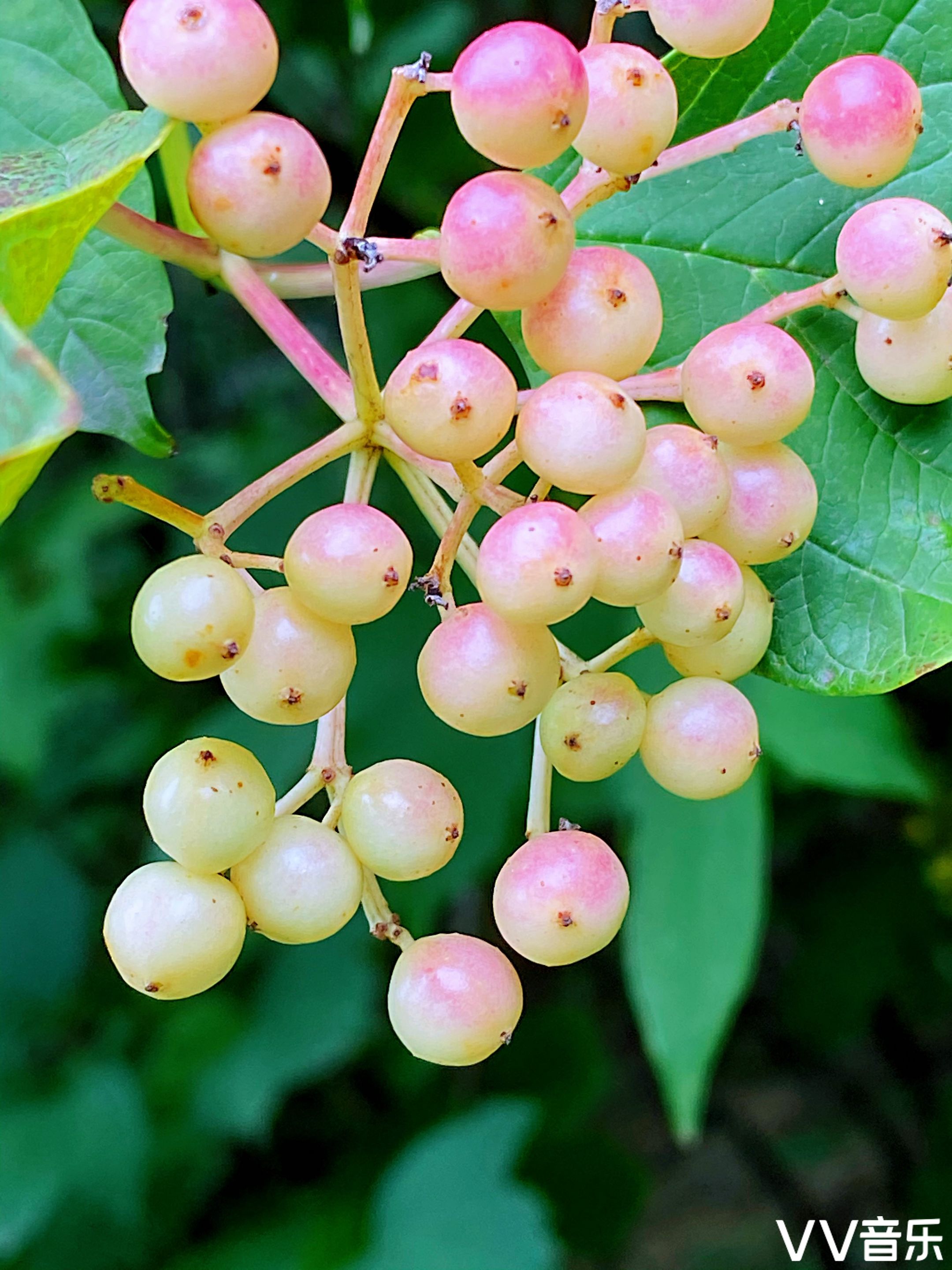 鸡树条果赤如丹