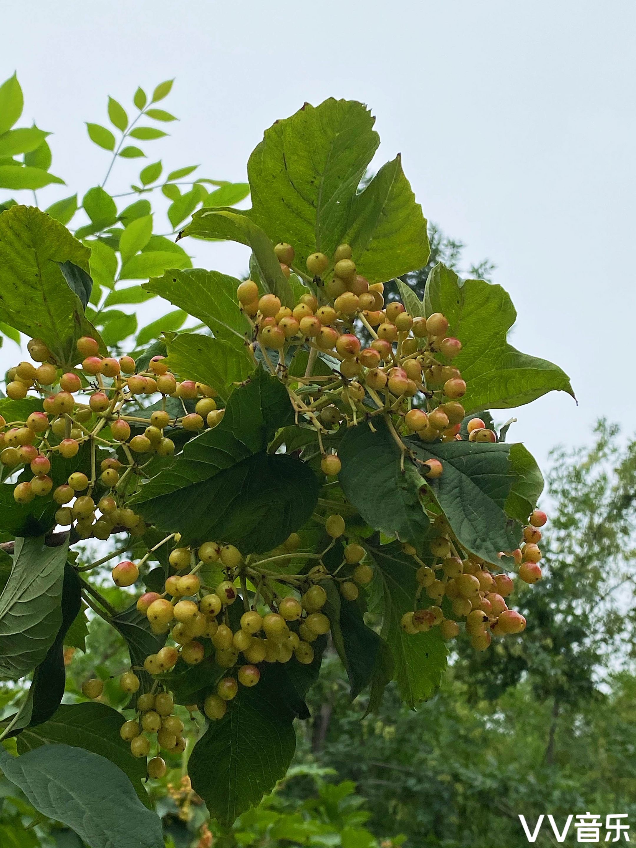 鸡树条果赤如丹