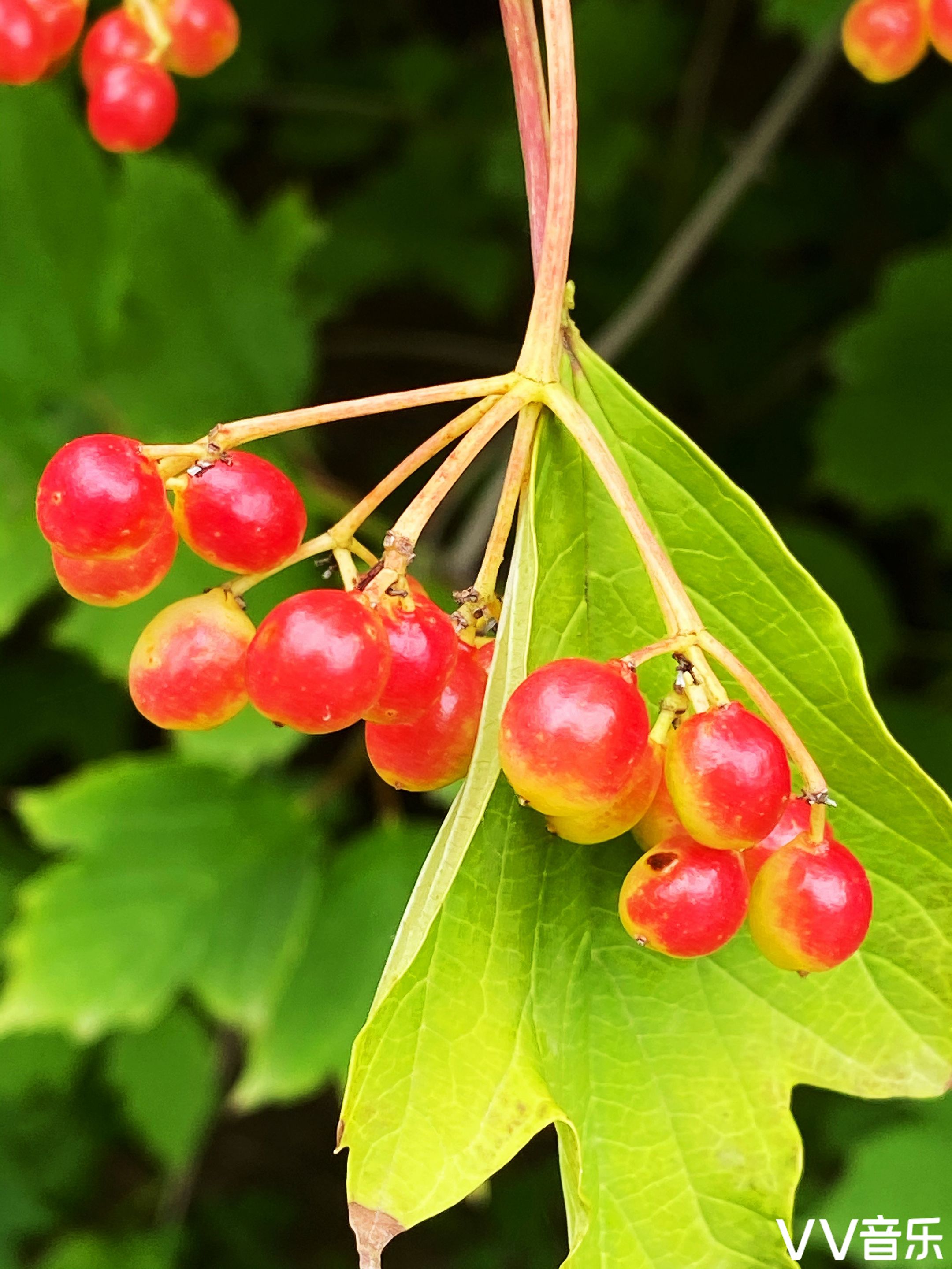 鸡树条果赤如丹