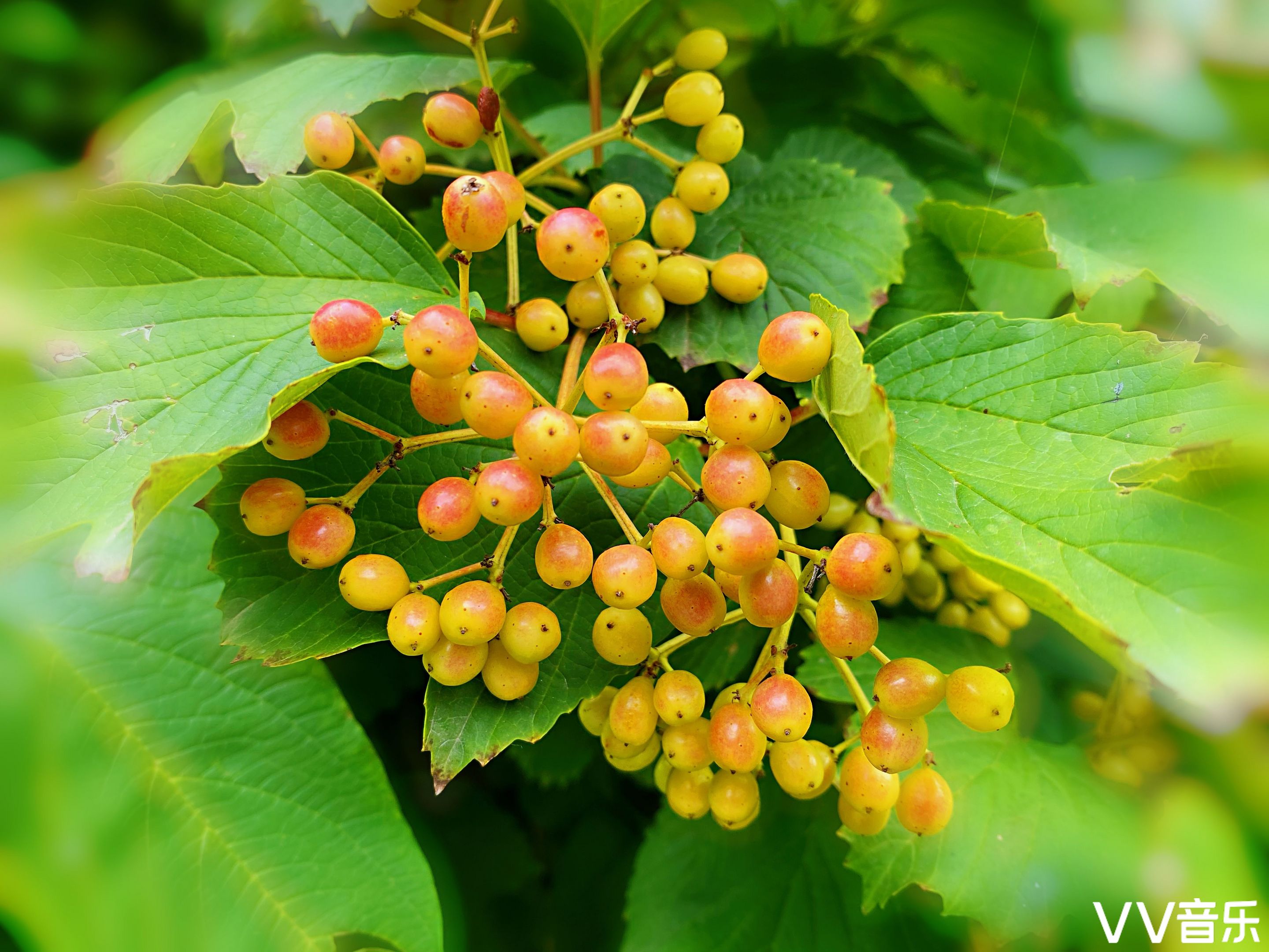 鸡树条果赤如丹