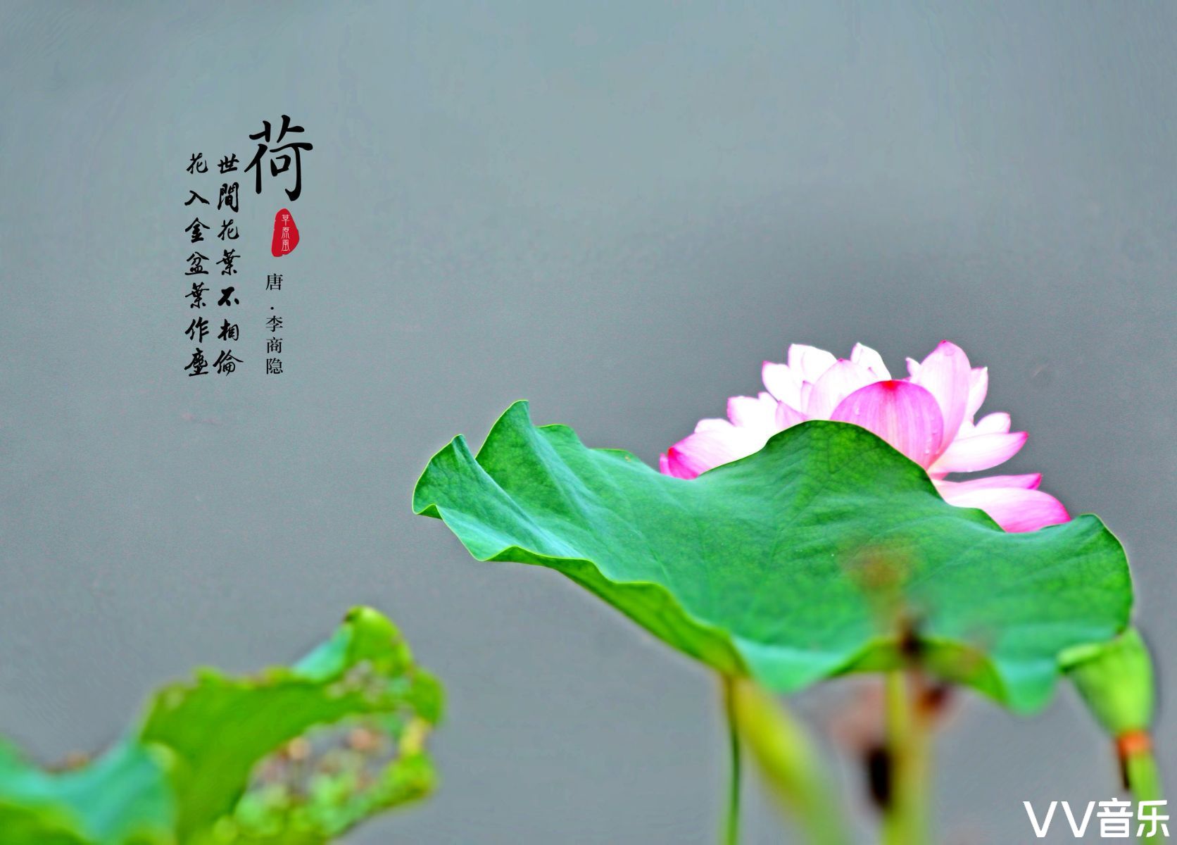 我若佛前一朵青莲