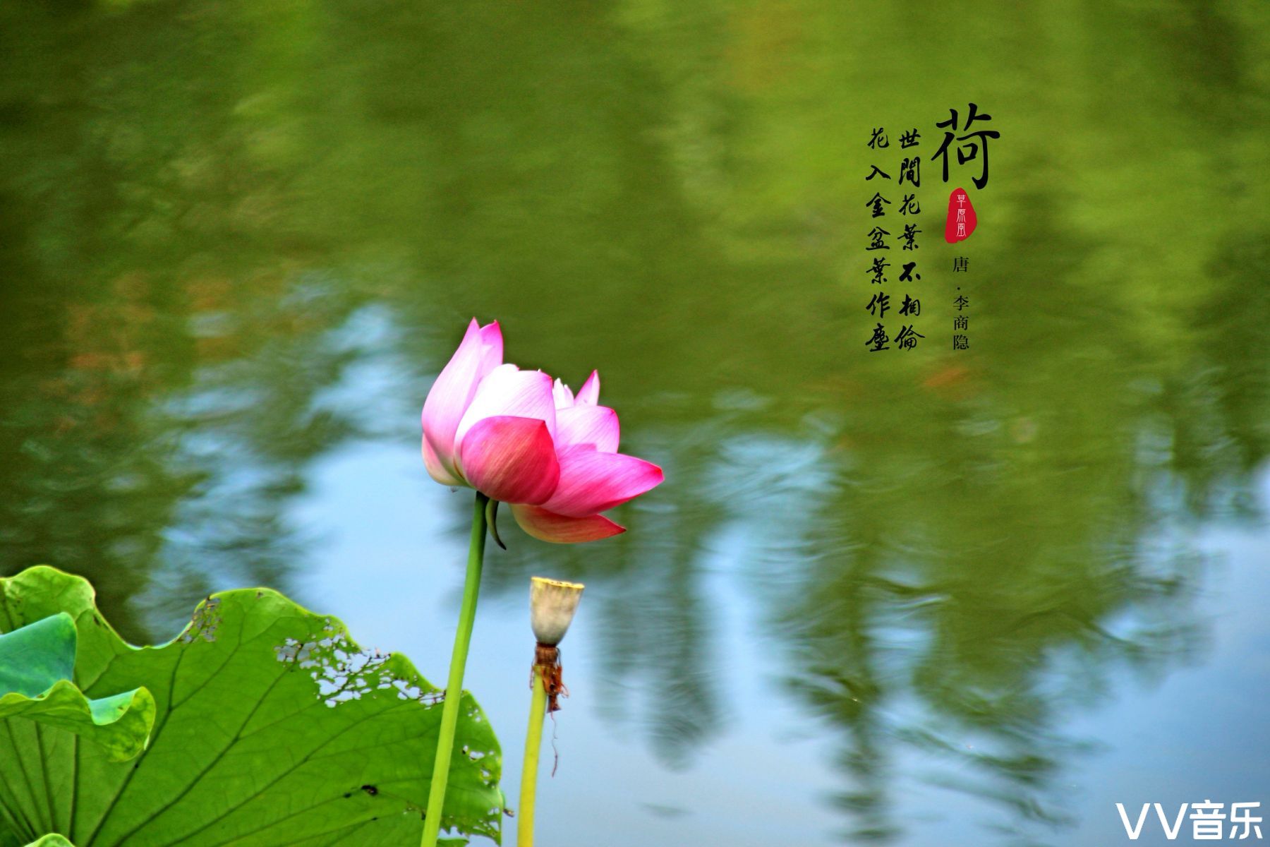 我若佛前一朵青莲