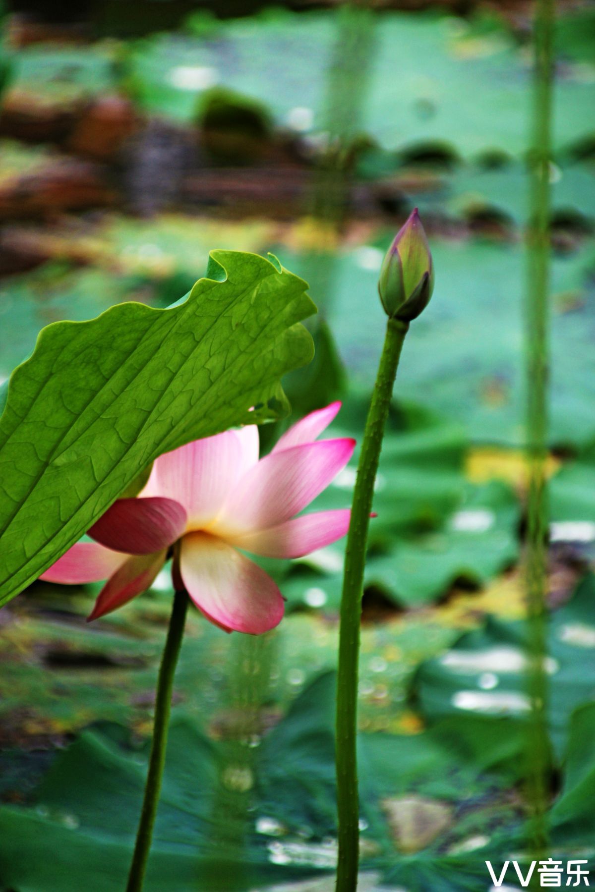 我若佛前一朵青莲