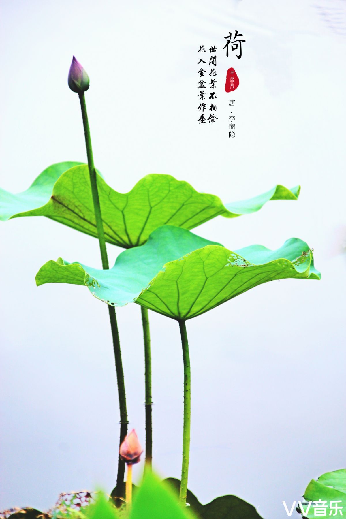 我若佛前一朵青莲