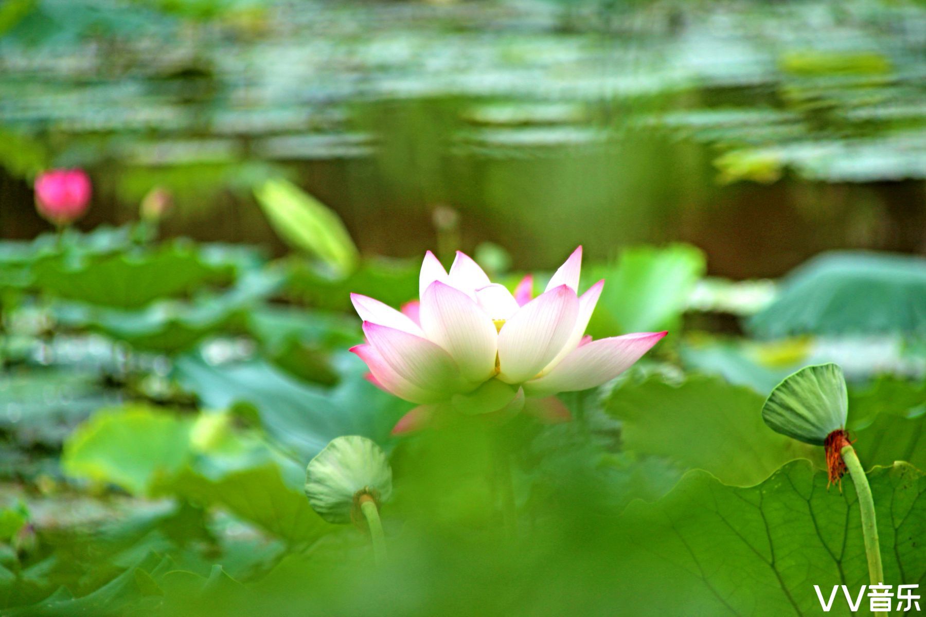 我若佛前一朵青莲