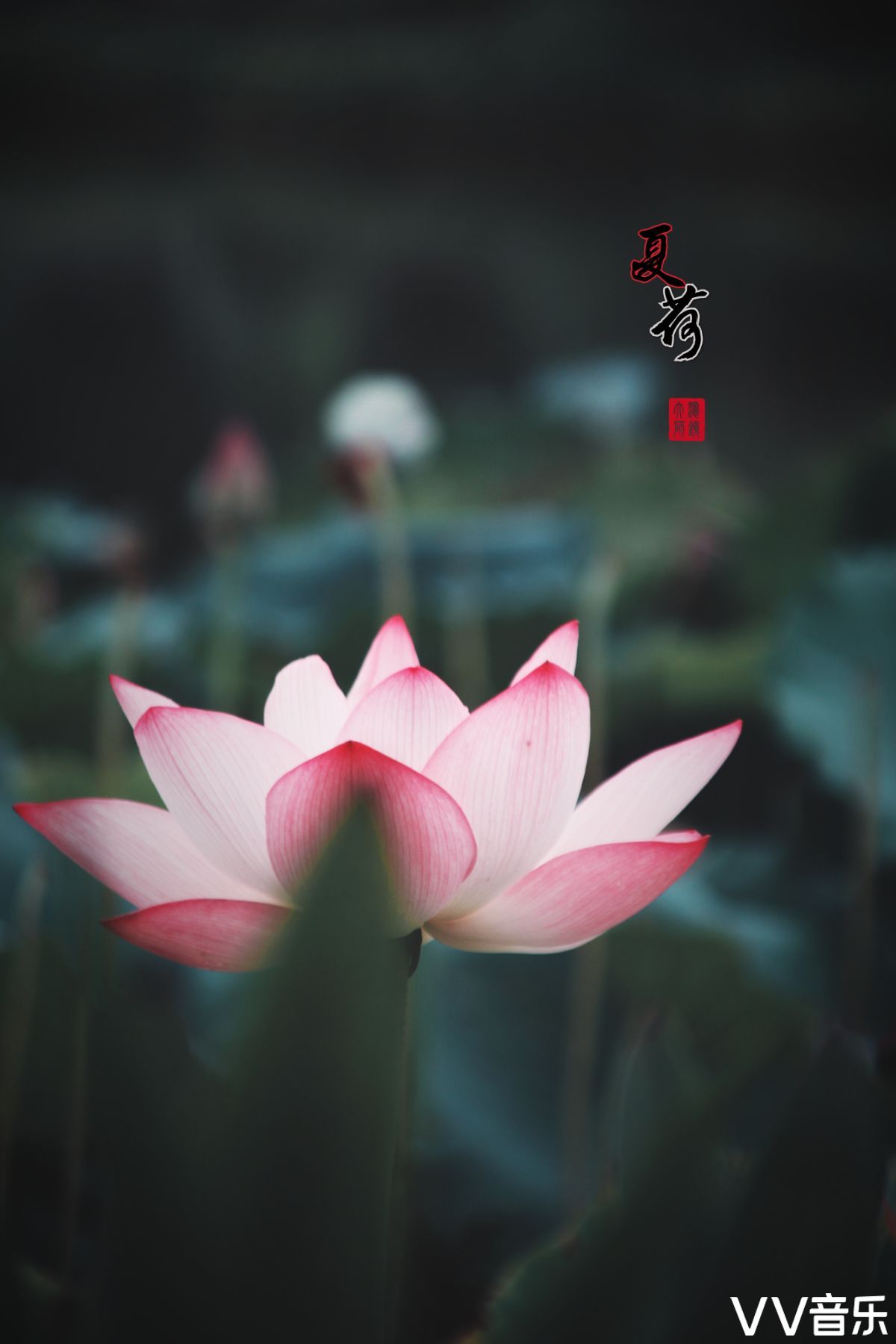 我若佛前一朵青莲