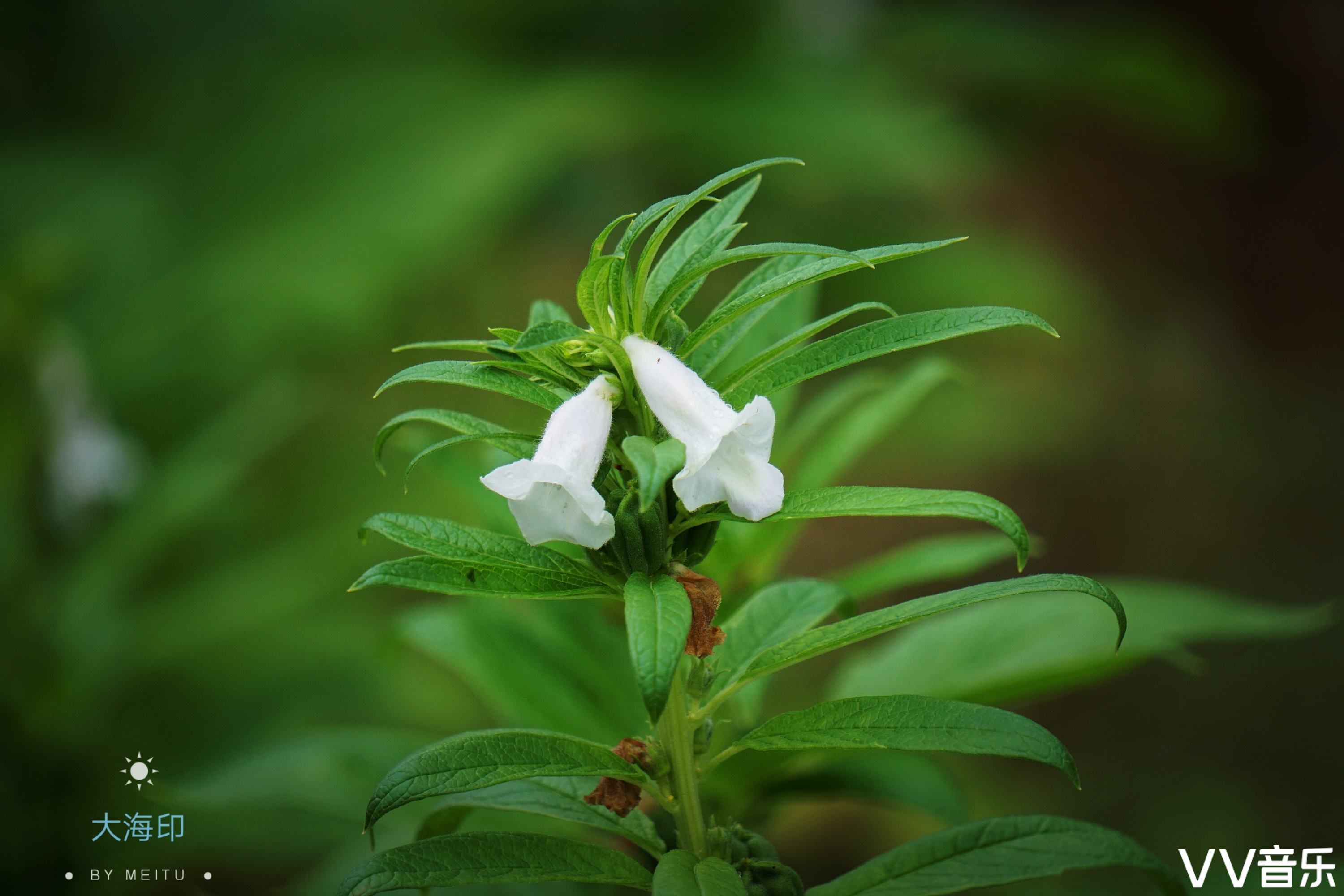 芝麻开花vv首发