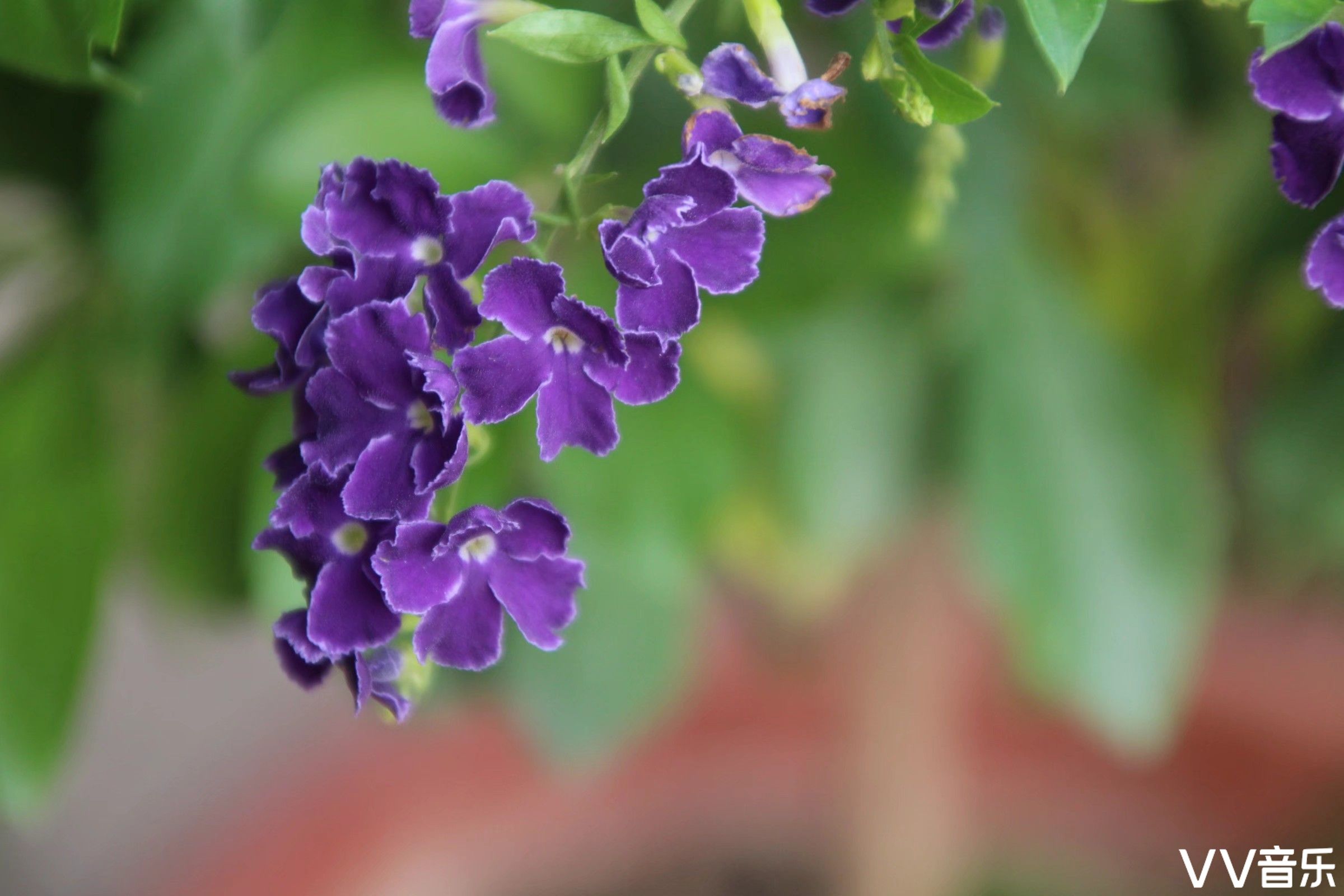 假连翘花语邪恶与巫术