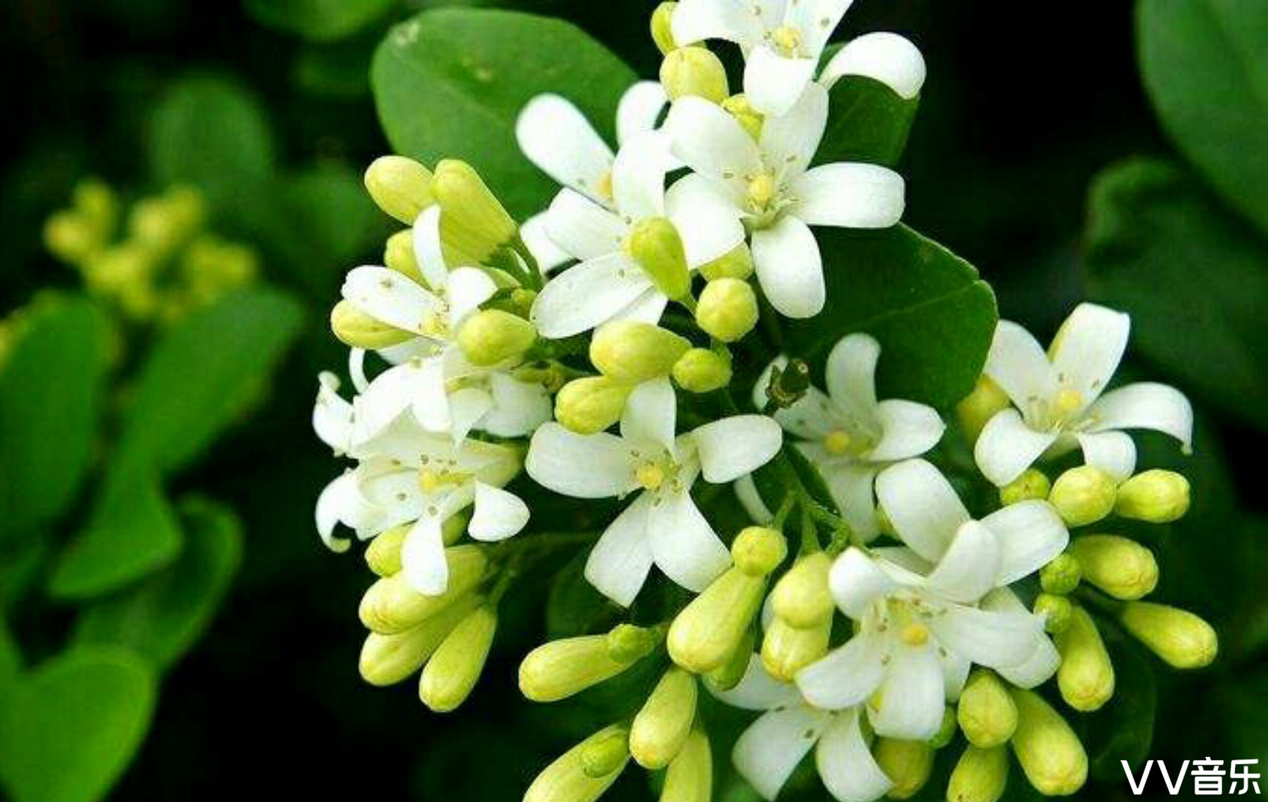 九里香我在浅秋等着你