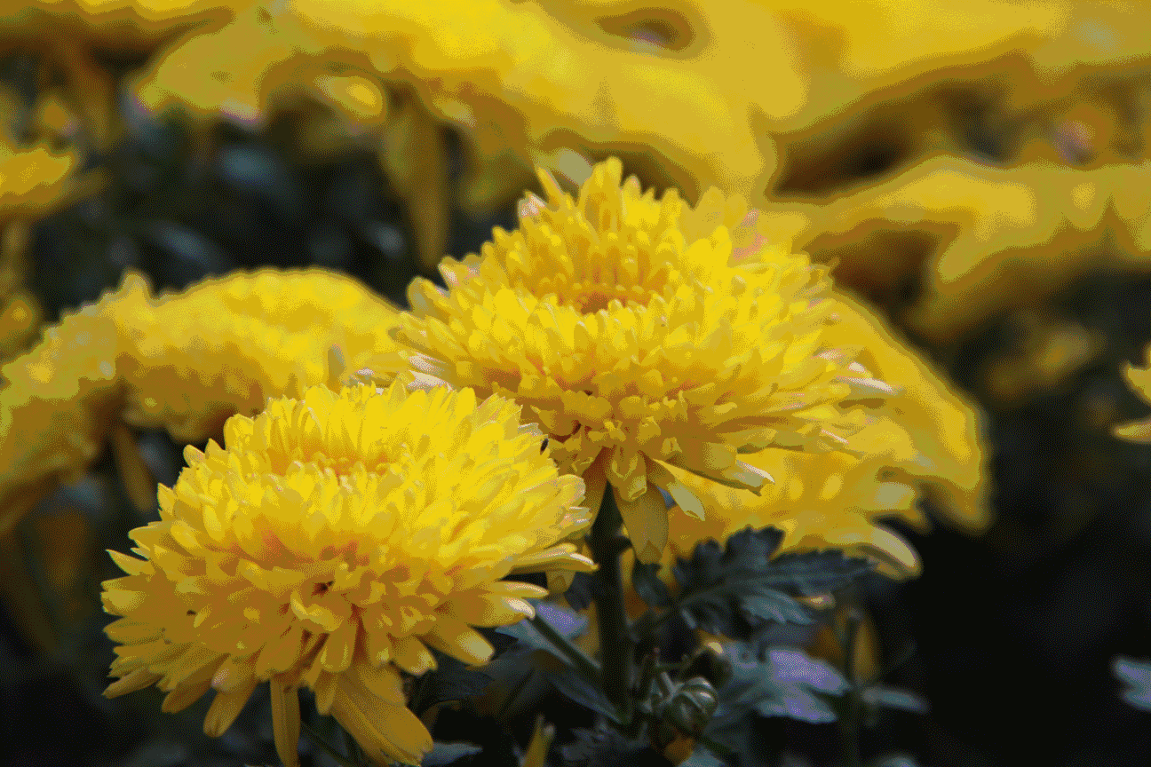 中元节手捧菊花祭奠先烈和亲人原创诗词君子