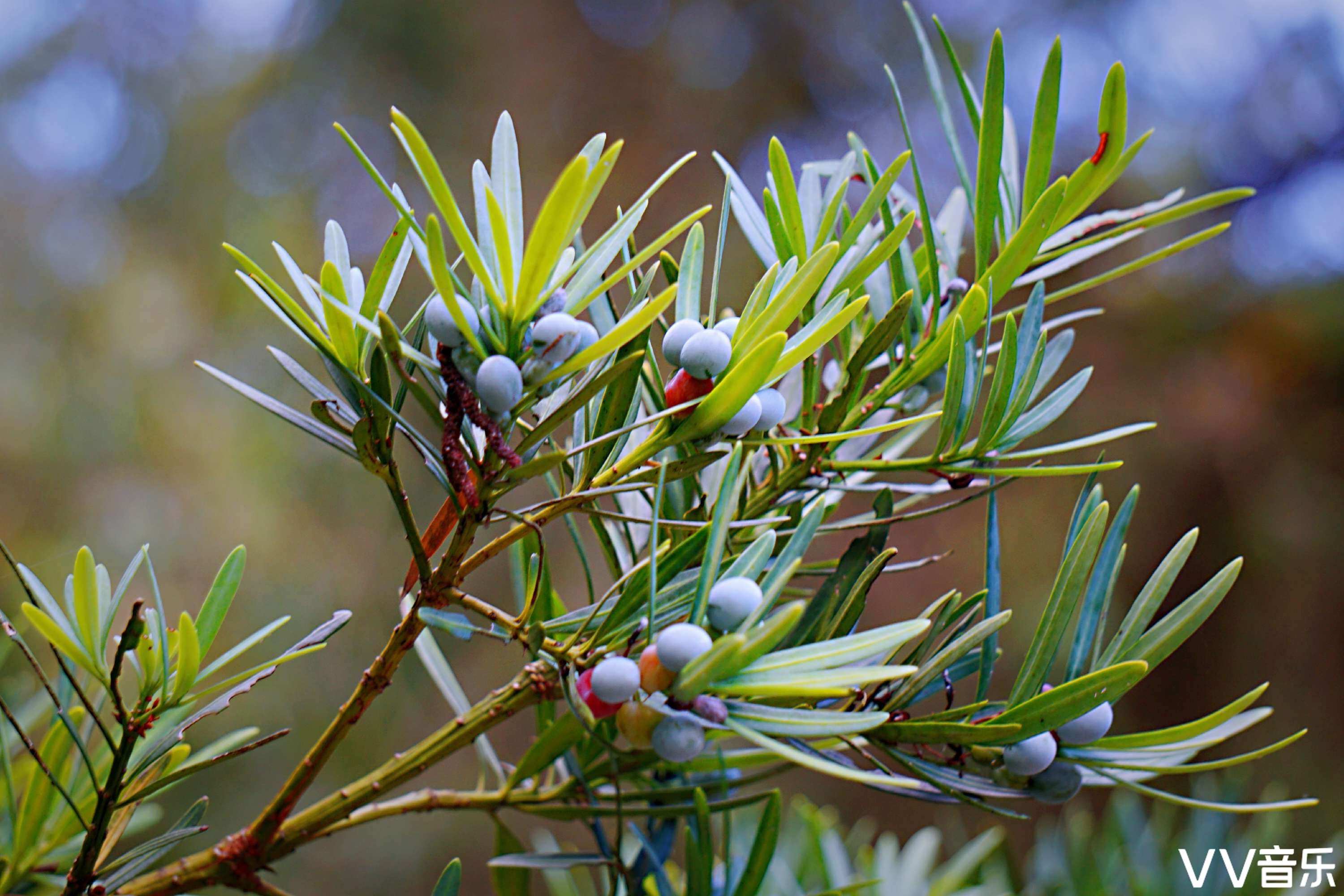 罗汉松果细微精致之美vv首发