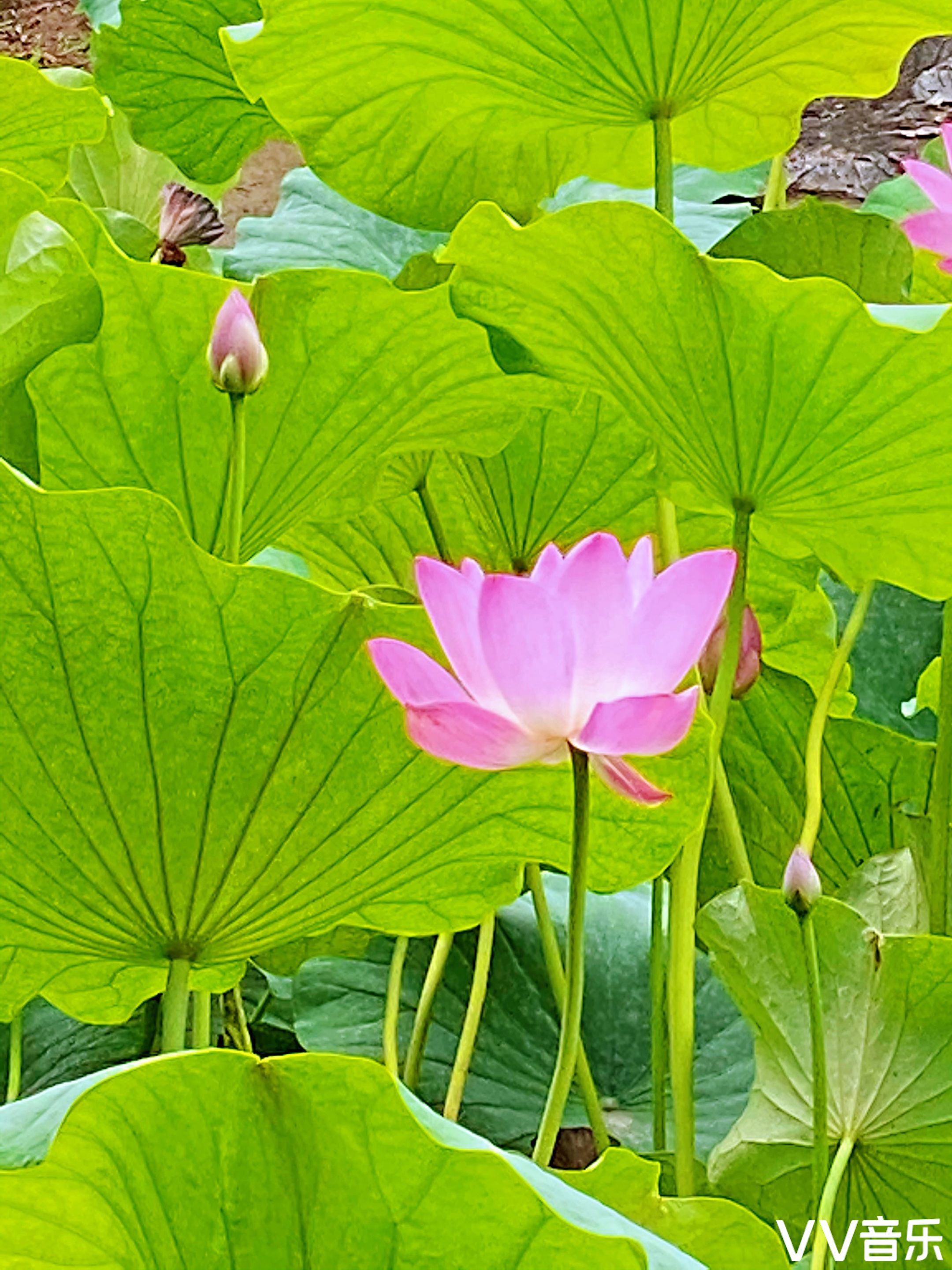 映日荷花別樣紅