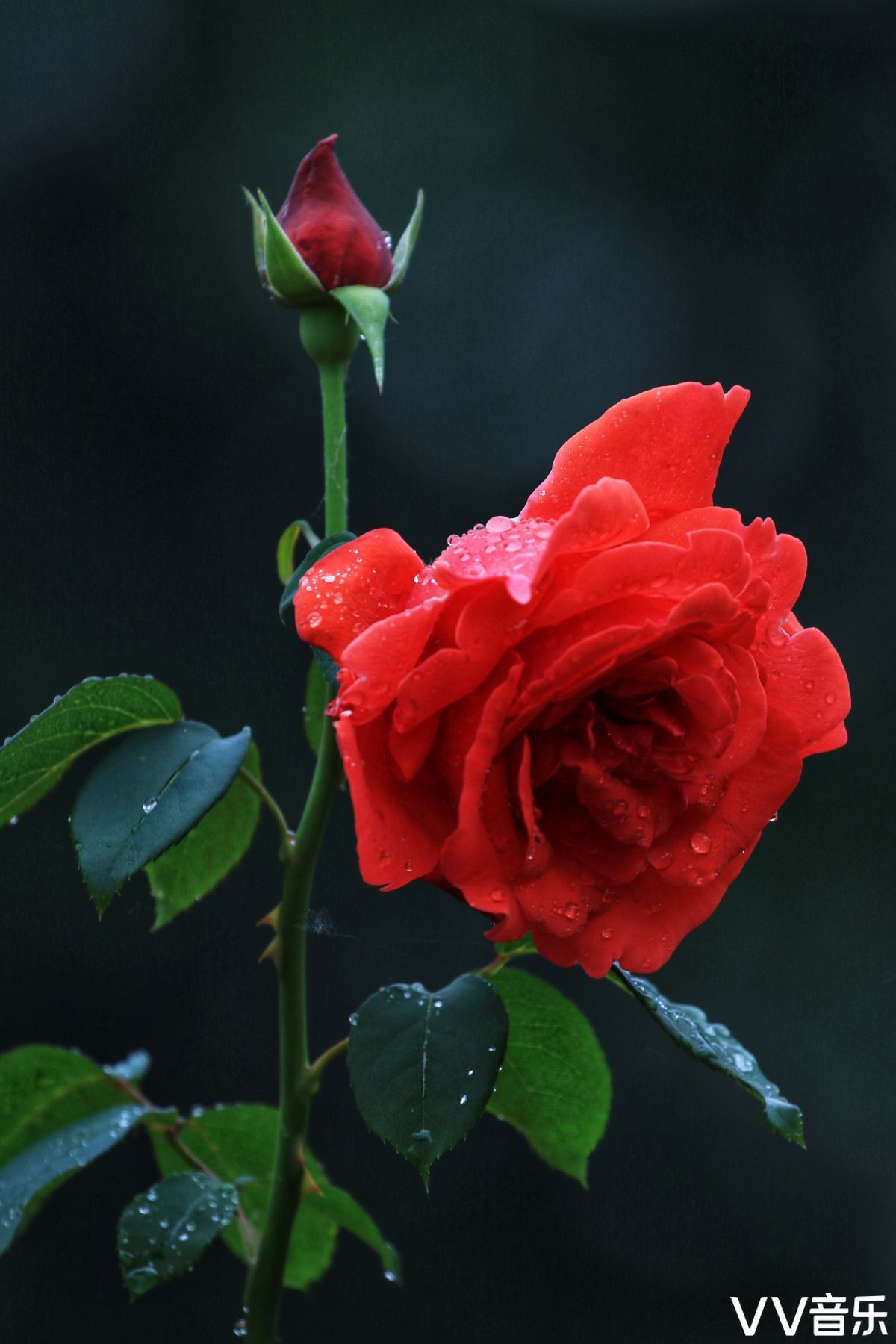 雨中月季花儿红酷似出水靓芙蓉