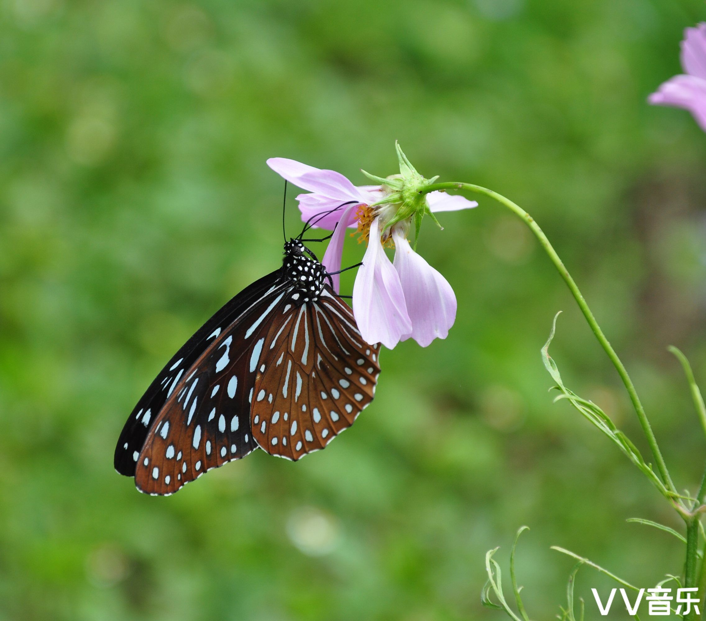 穿花蛱蝶深深见,点水蜻蜓款款飞