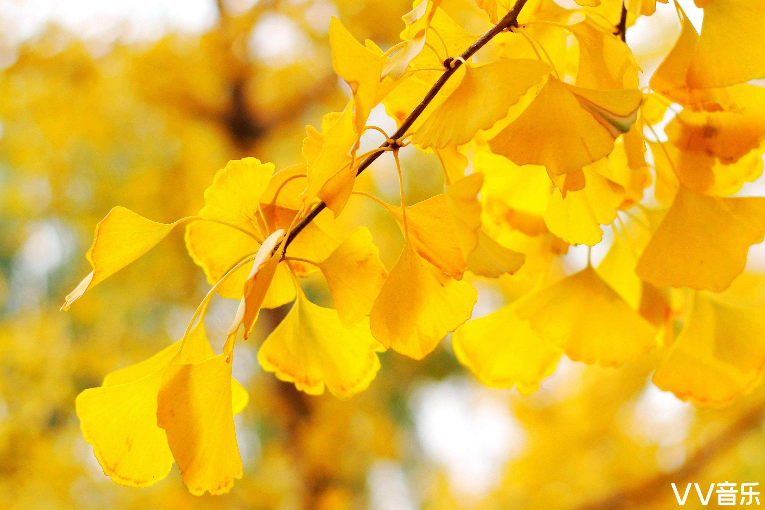 一夜沧桑杏叶黄