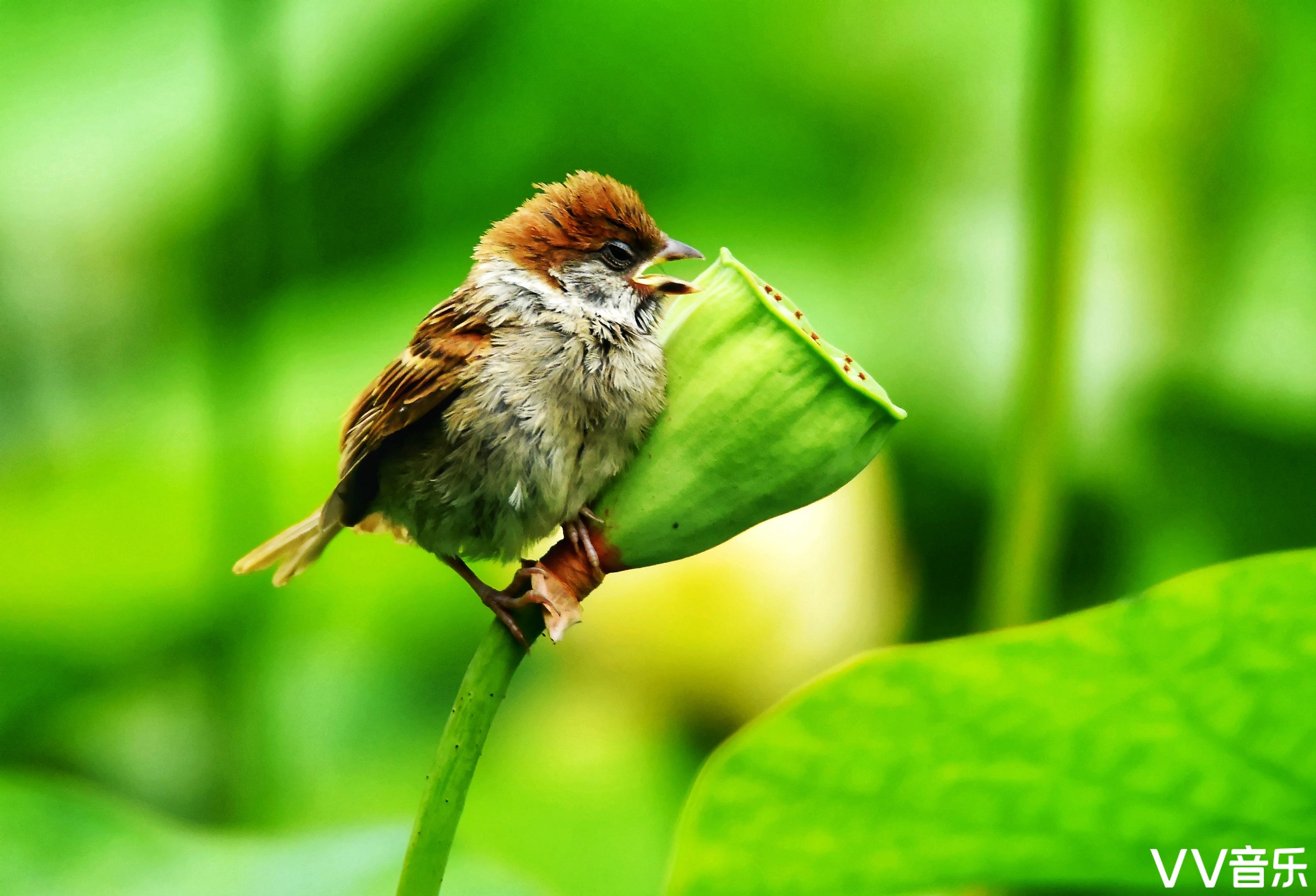 阿兰中国西南地区文声汇影艺术摄影
