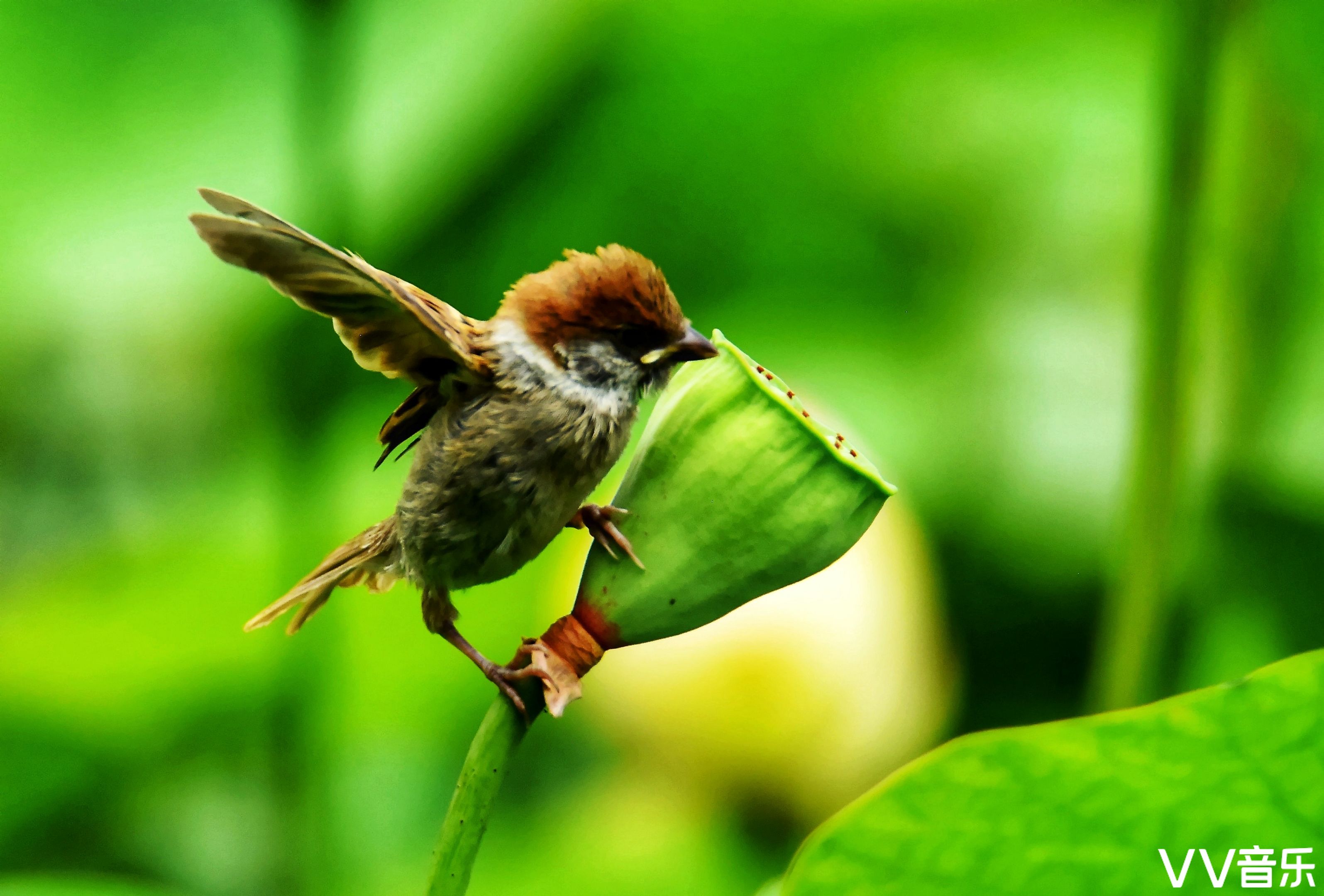 阿兰中国西南地区文声汇影艺术摄影