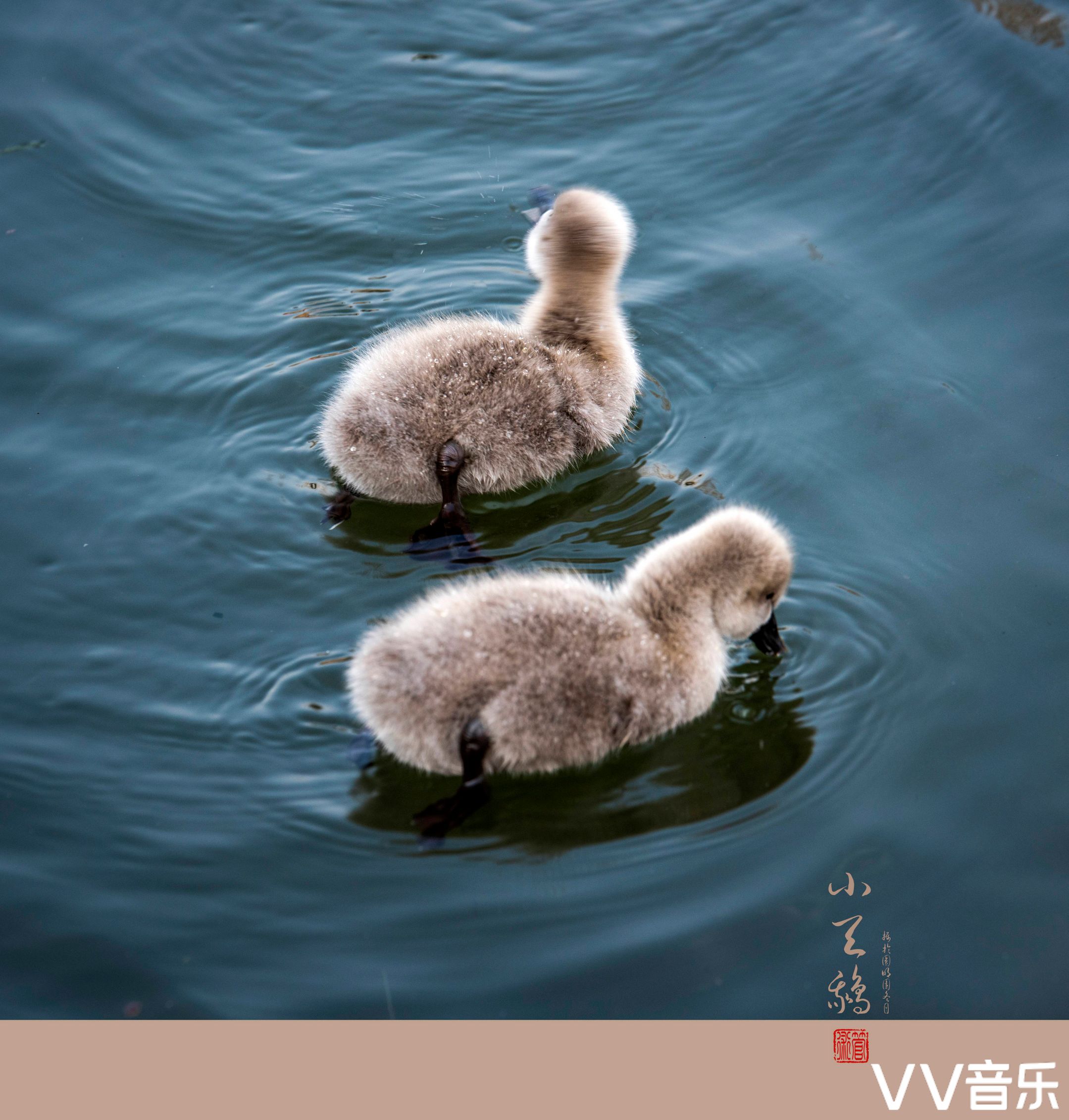 小天鹅