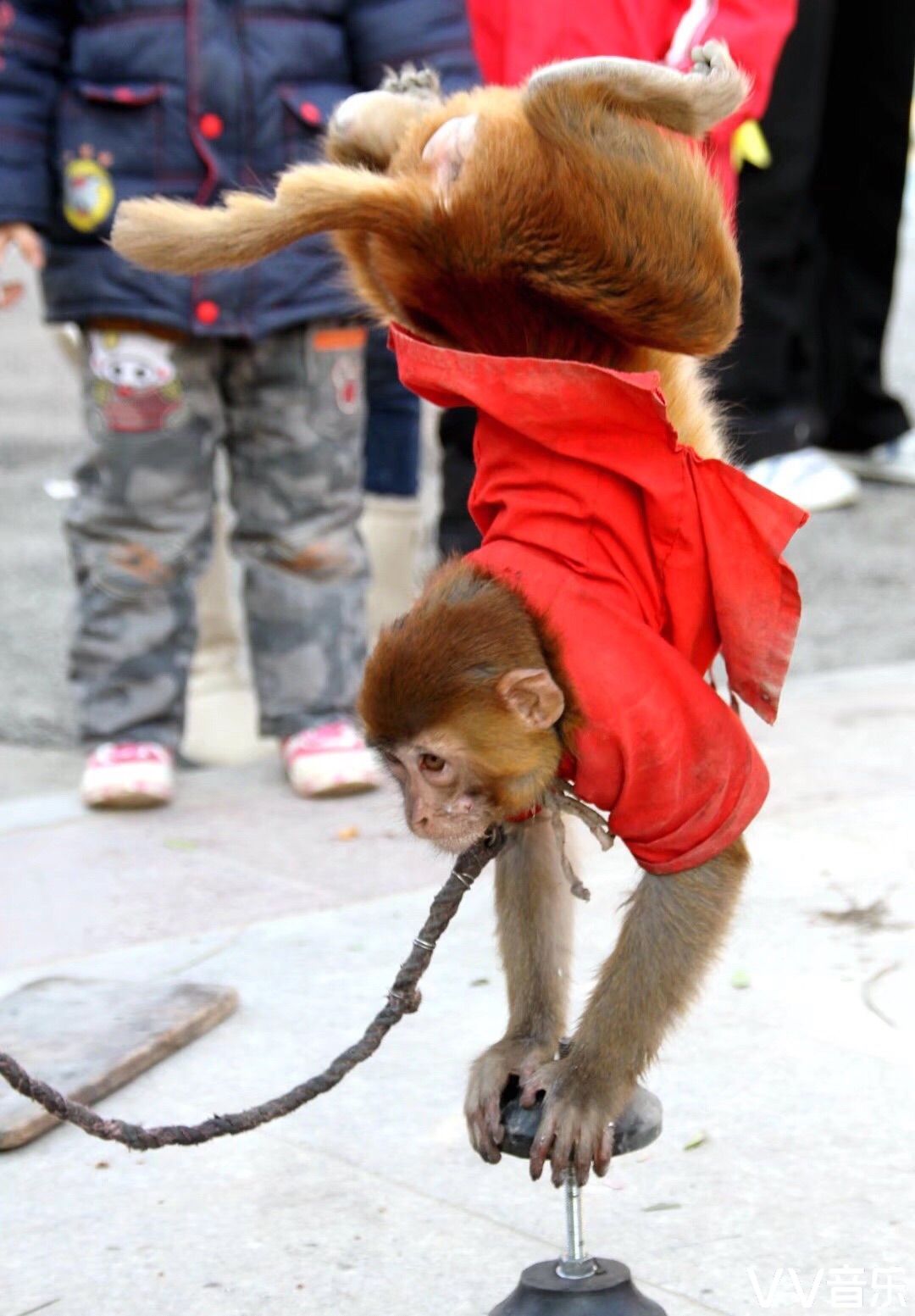 守艺人猴艺之倒立