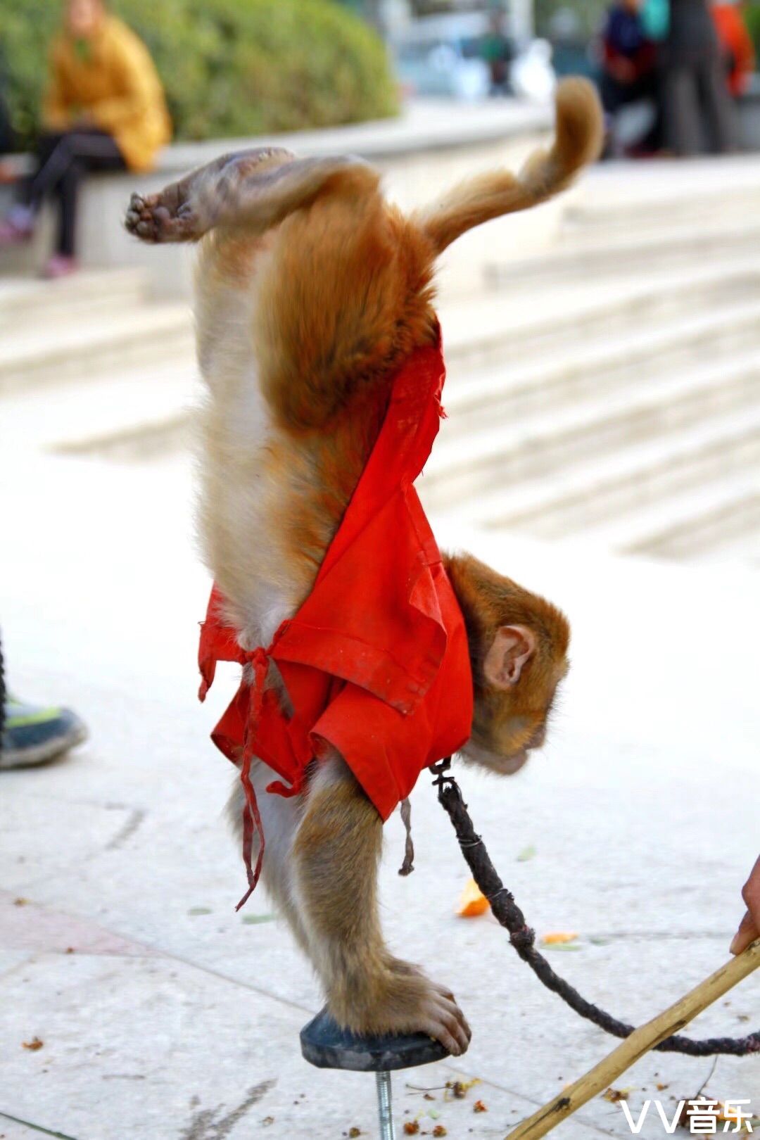 守艺人猴艺之倒立