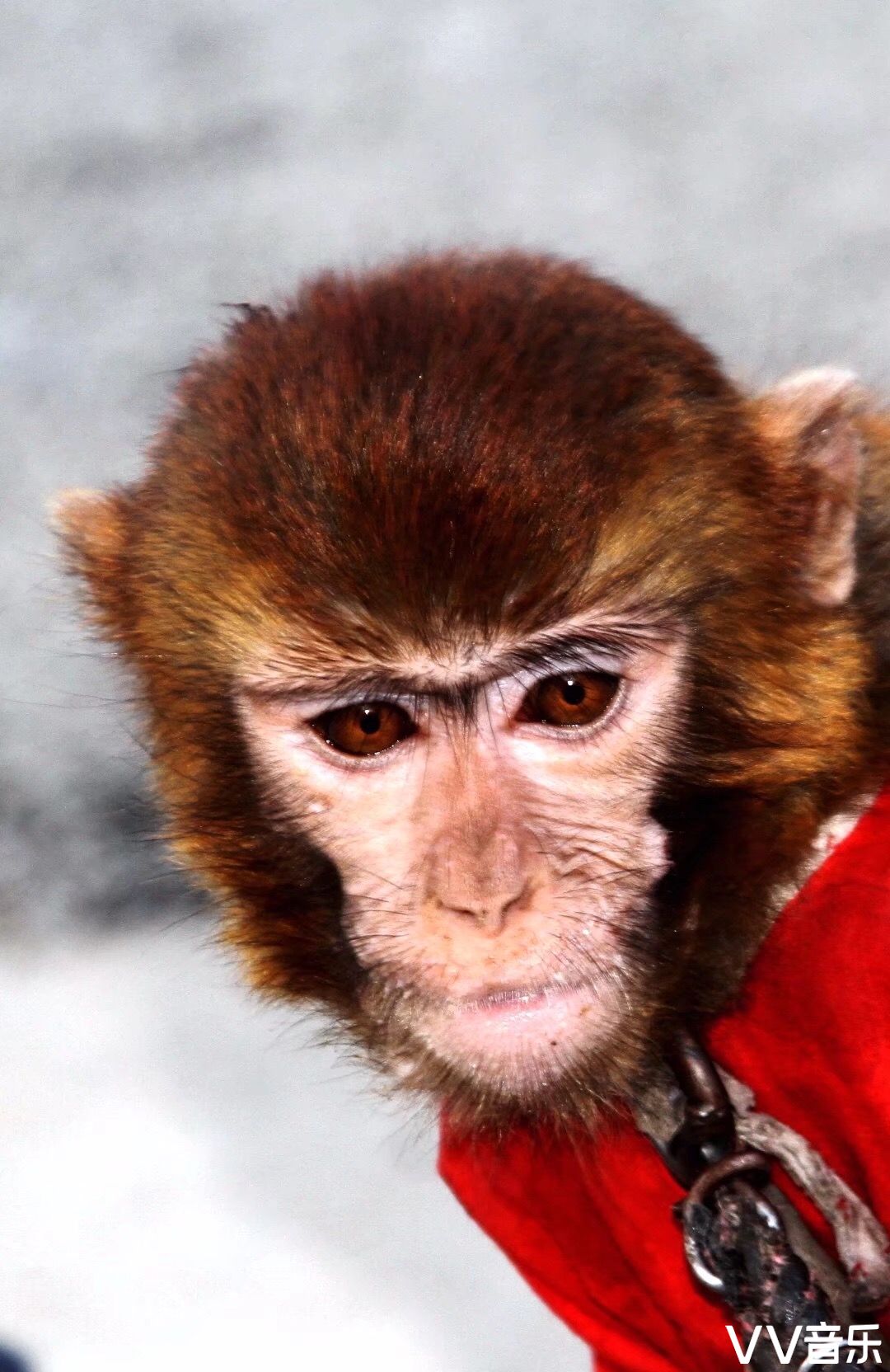 猴子一般大脑发达,眼眶朝向前方,眶间距窄,手和脚的趾(指)分开,大拇指