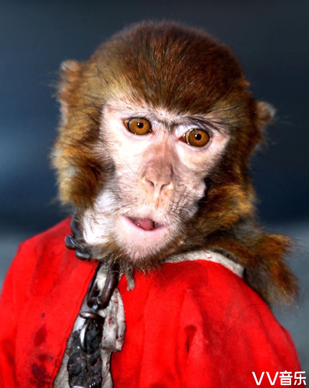猴脸百态