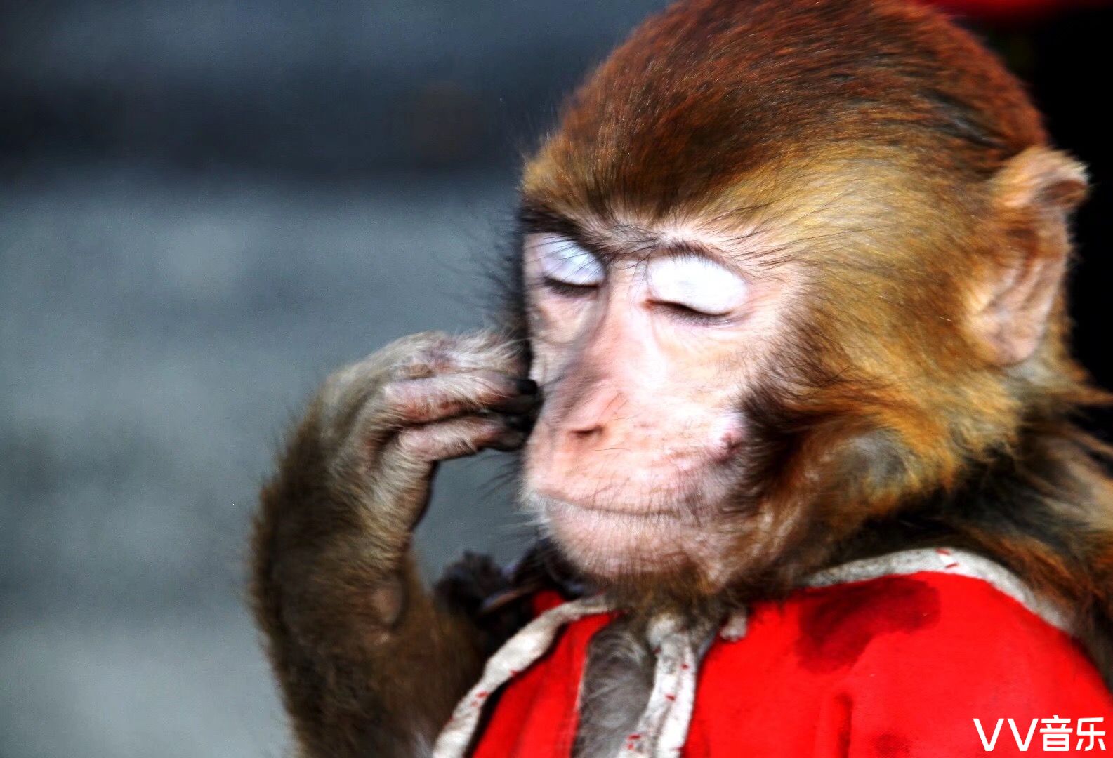 猴子一般大脑发达,眼眶朝向前方,眶间距窄,手和脚的趾(指)分开,大拇指