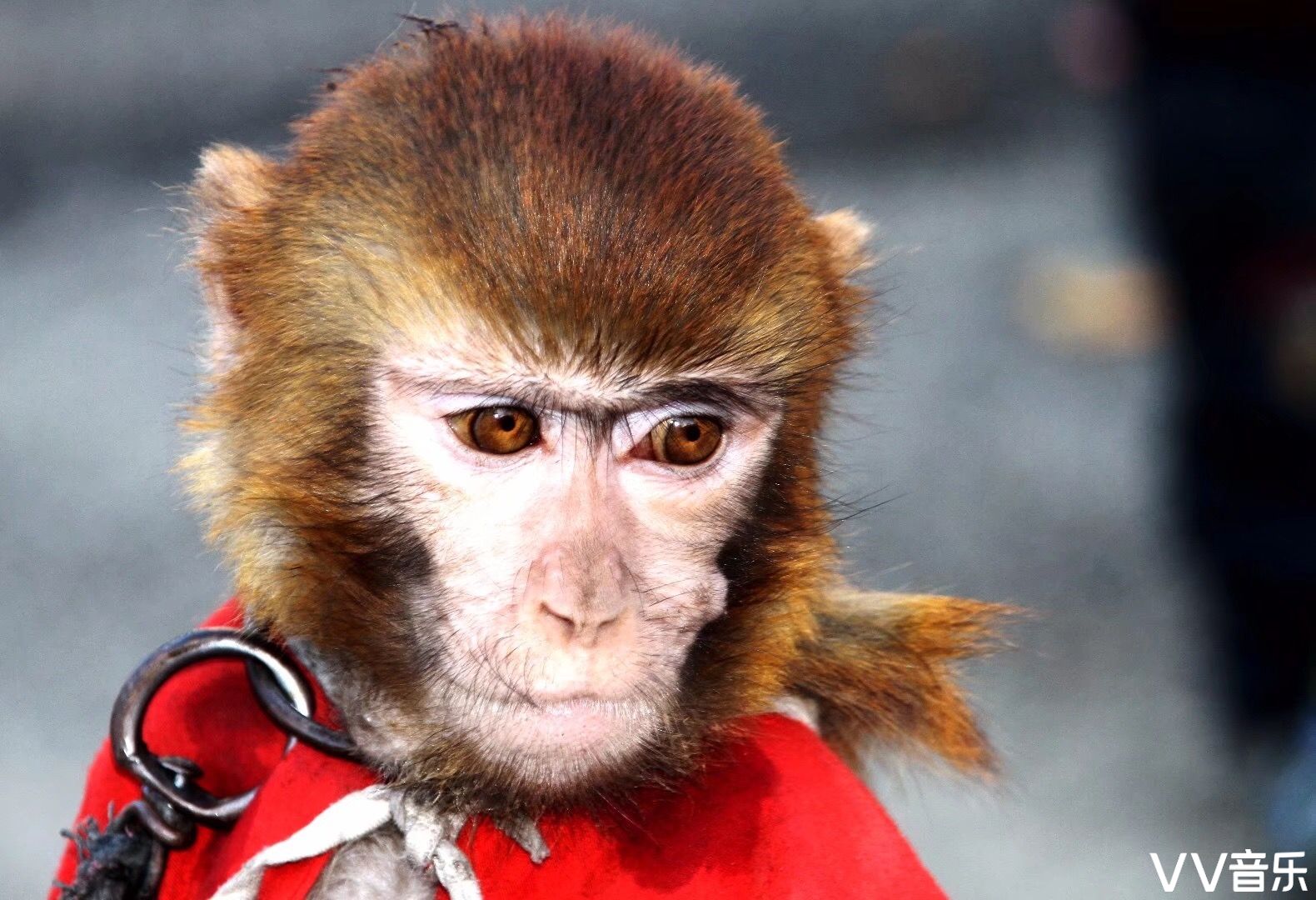 世界上最帅的猴子图片