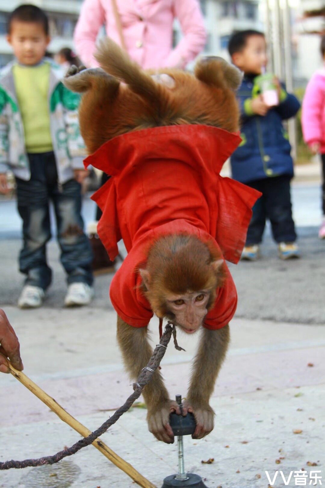 守艺人猴艺之倒立