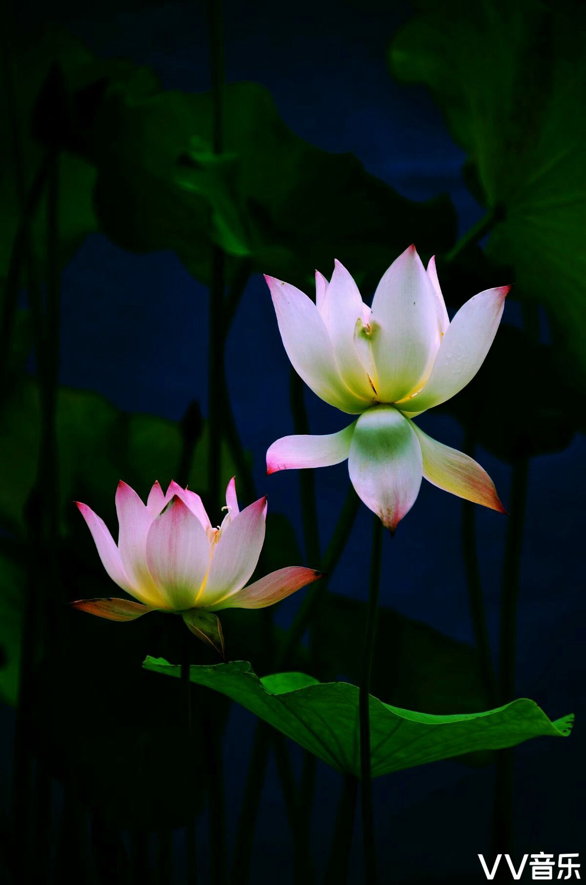 心似莲花一路芬芳