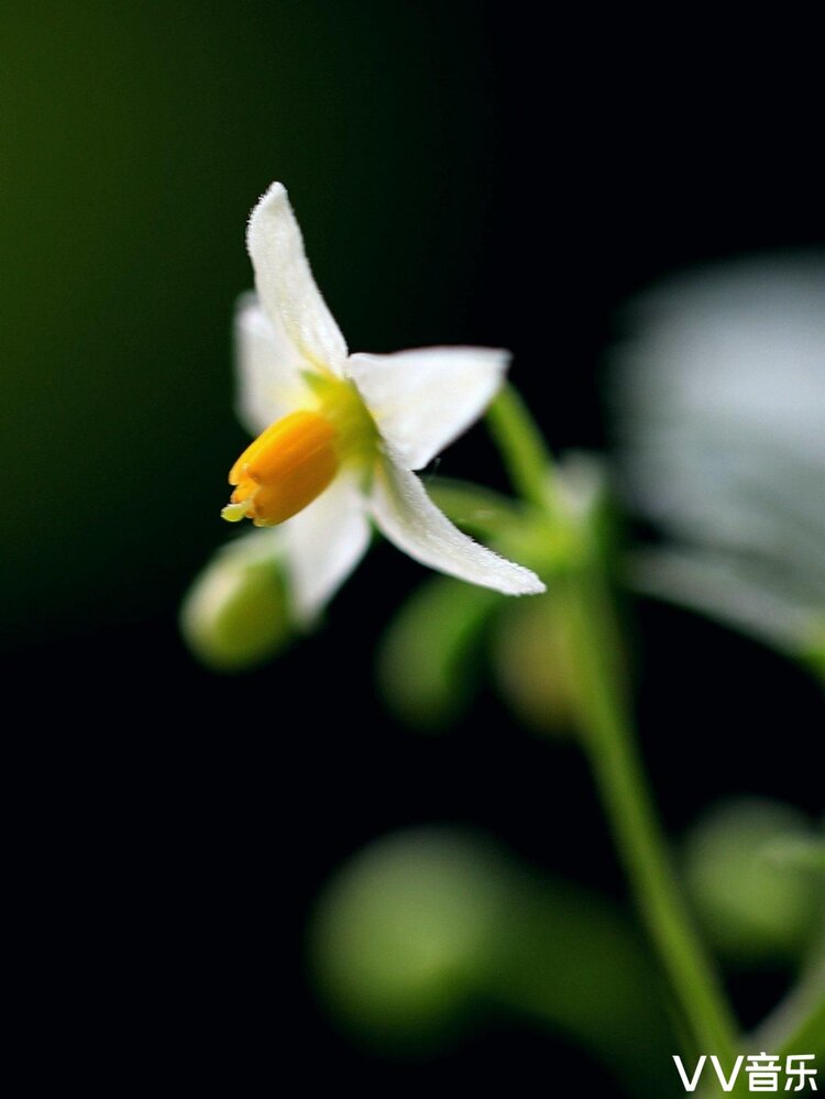 龍葵花