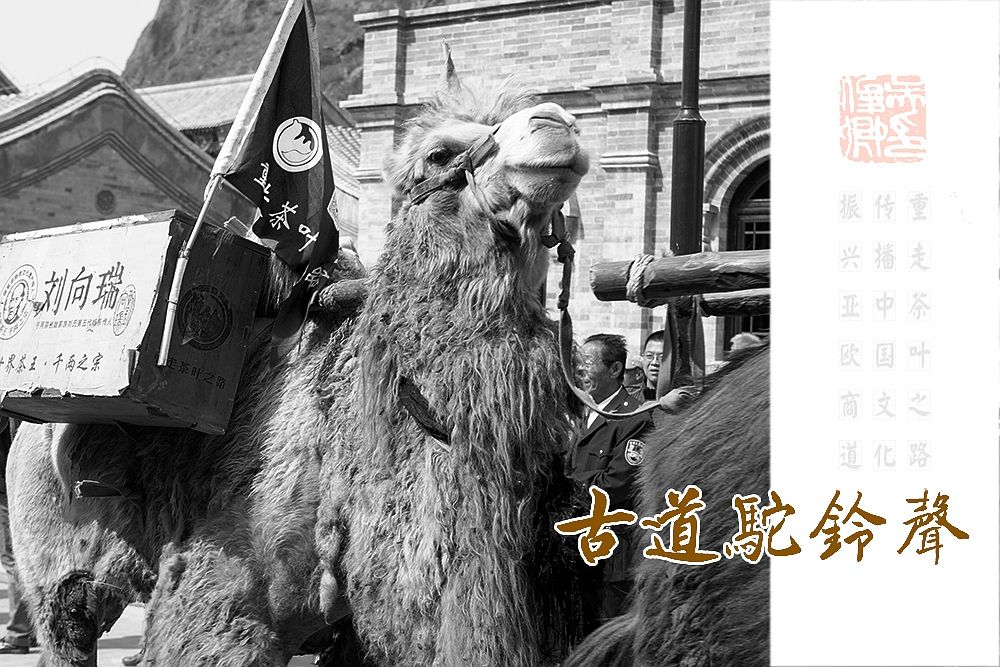 古道驼铃声