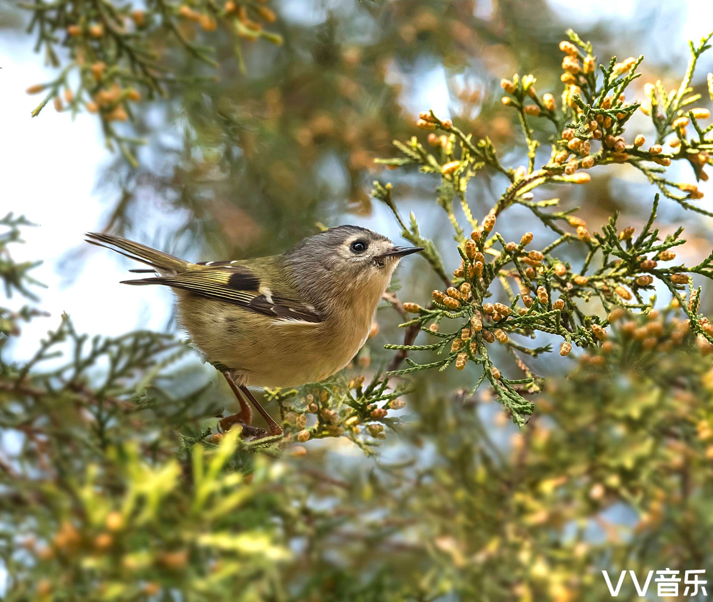 戴菊还是卢森堡的国鸟.