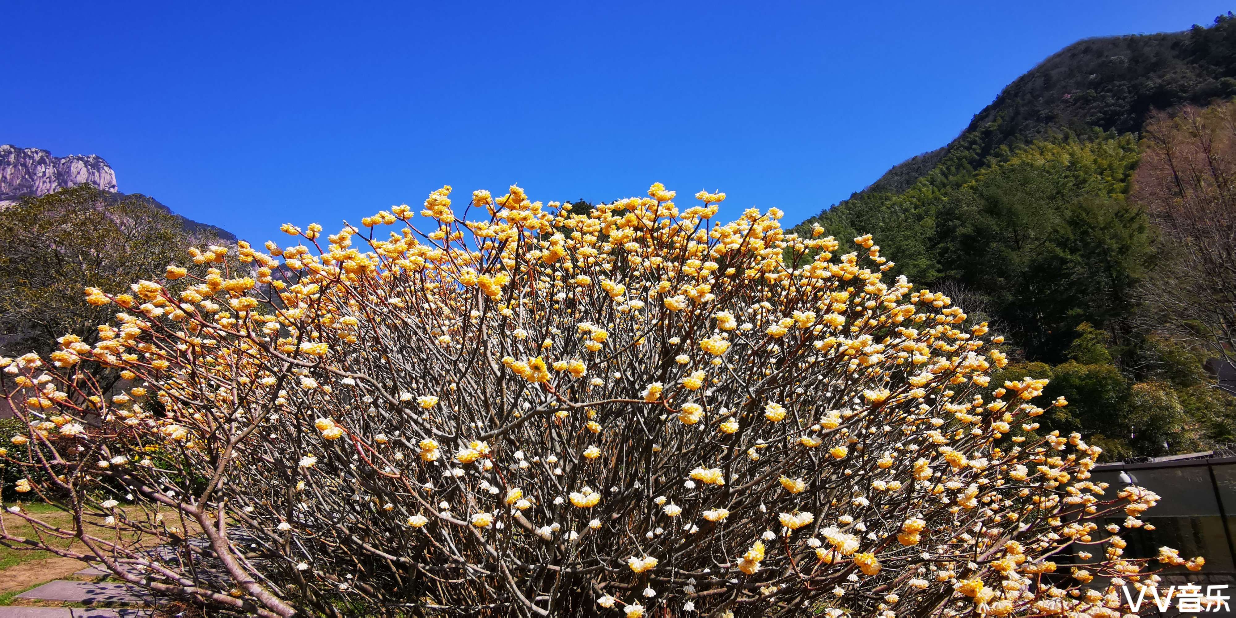 回淡淡香的结香花