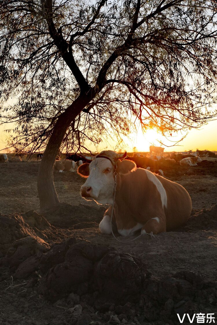 夕阳下的牛群