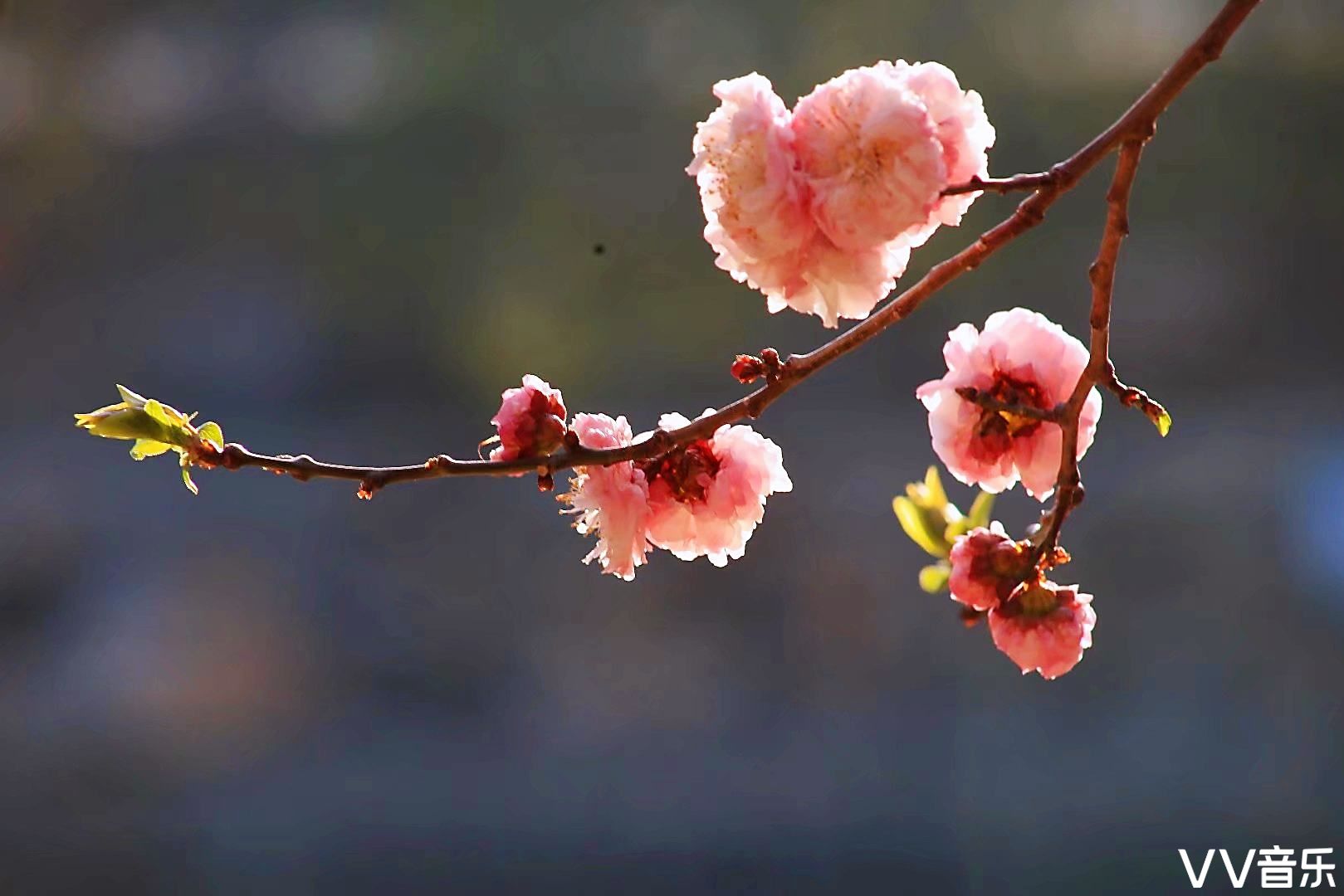 珠峰攝影【陽春三月桃花紅】