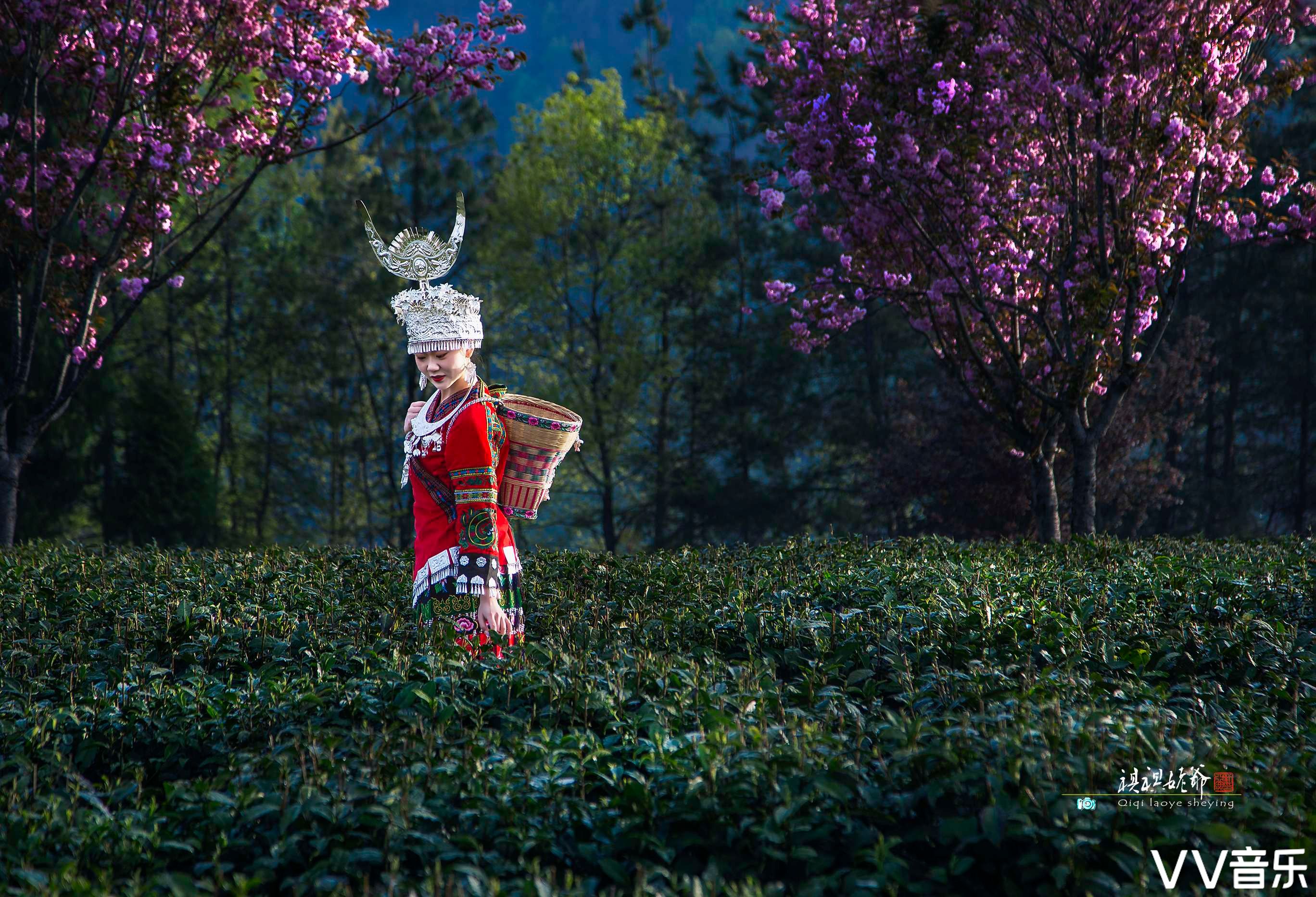 第二天我們一大早登上紫陽縣木魚包山上《半畝茶園》的茶山上,拍攝了